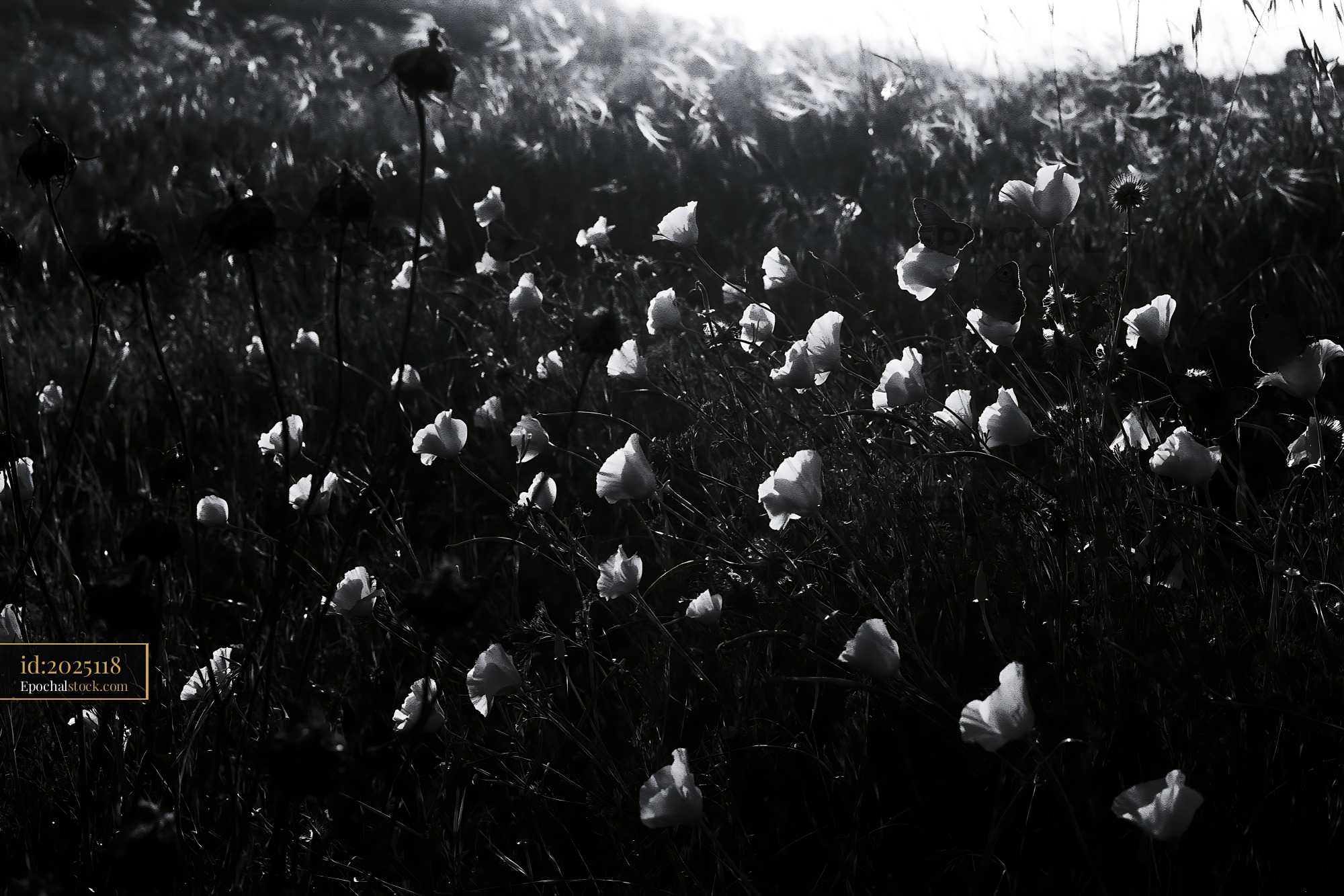 Watermarked full-resolution preview of Black and white flowers in a field during sunset