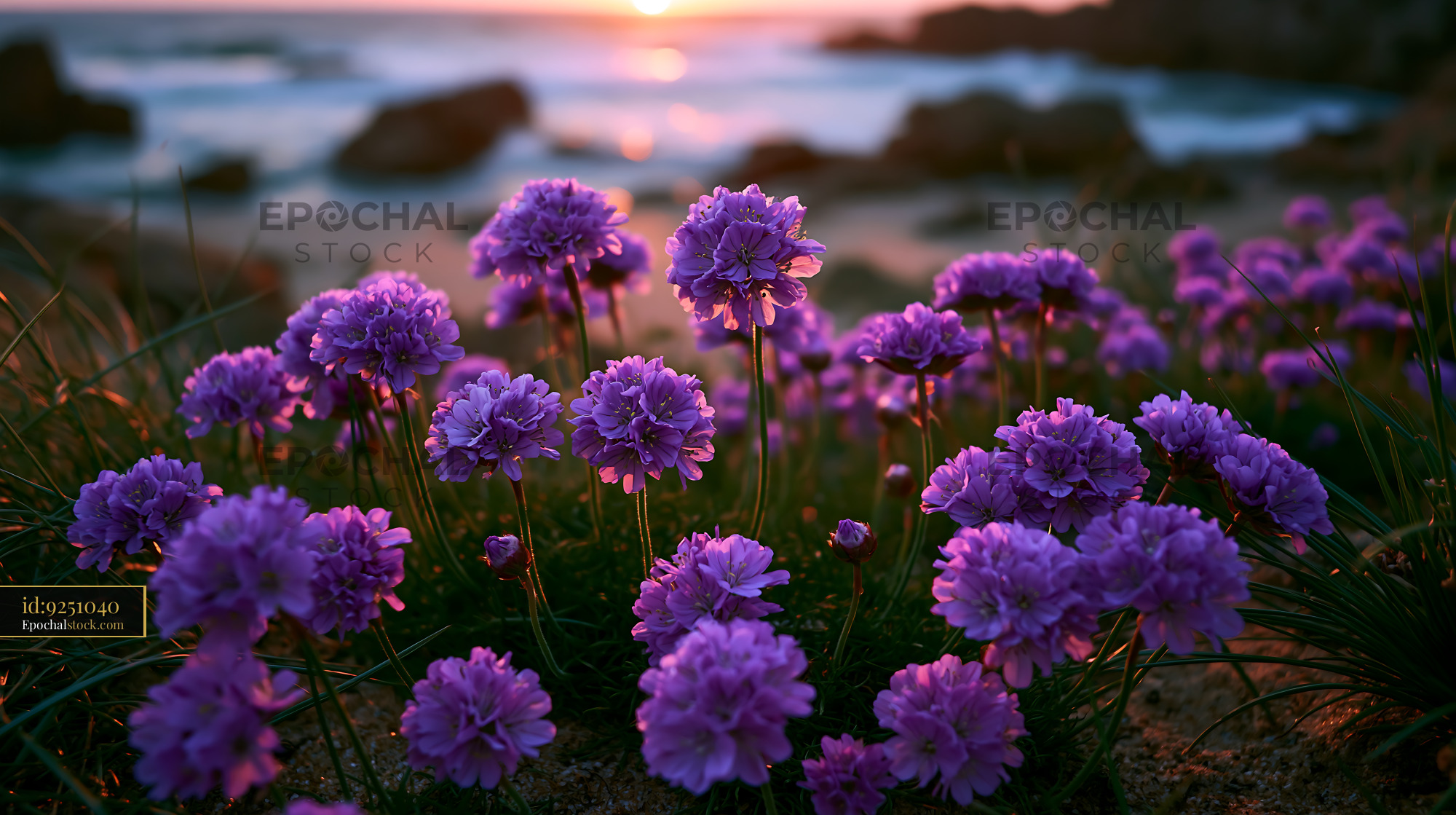 Watermarked full-resolution preview of Purple flowers by the beach at sunset
