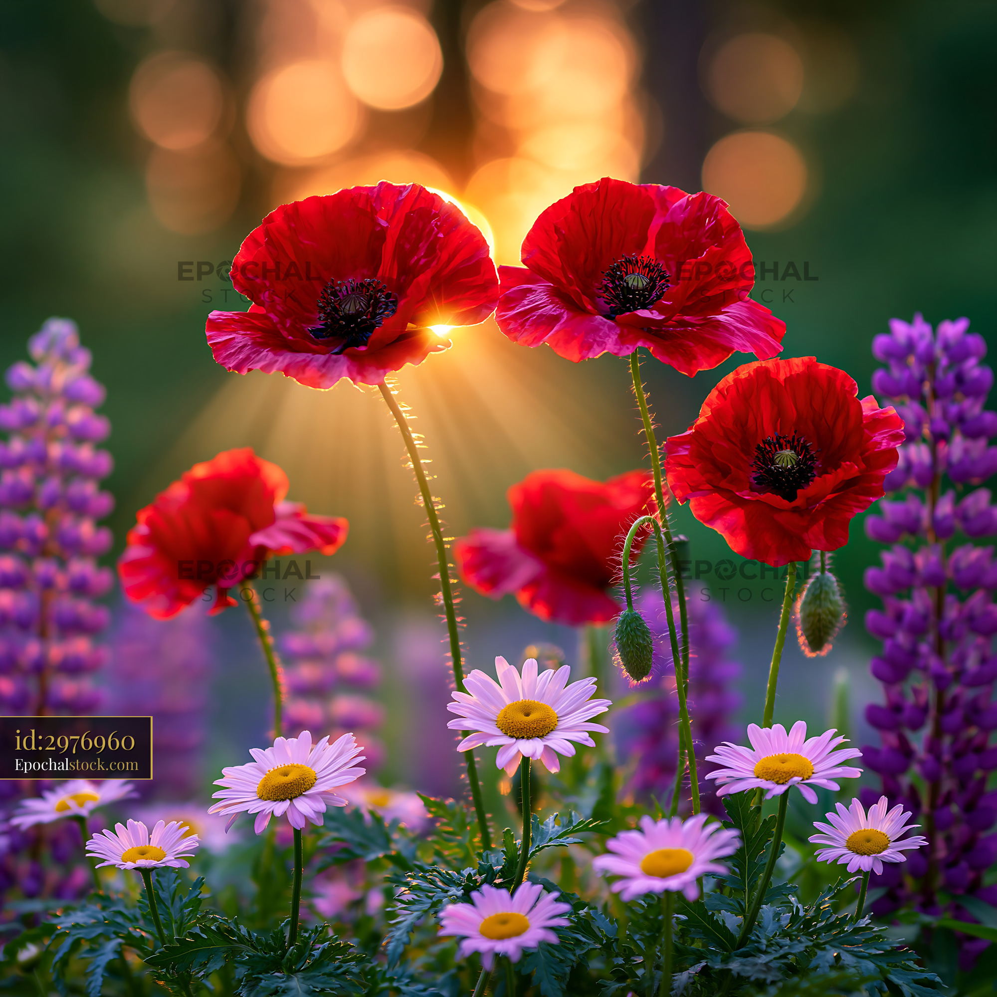 Watermarked full-resolution preview of Colorful flower display with poppies and daisies at sunset