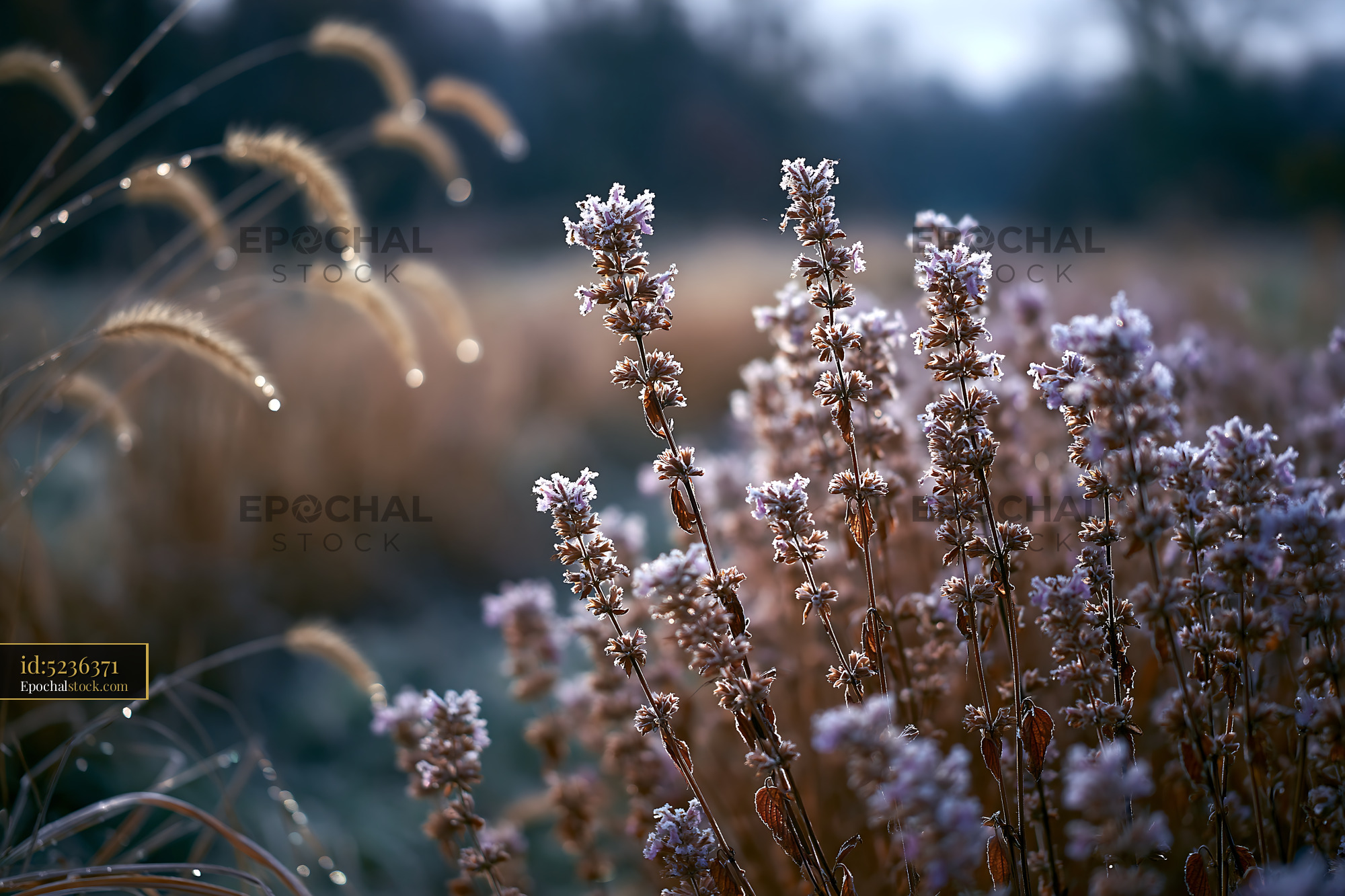 Watermarked full-resolution preview of Frost-covered plants in a field with dew in the morning light