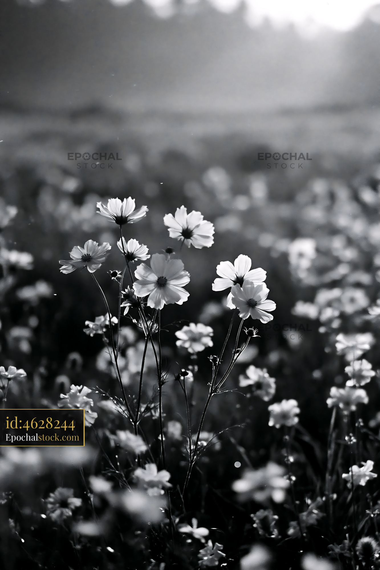 Watermarked full-resolution preview of Flowers in a field during sunrise in black and white