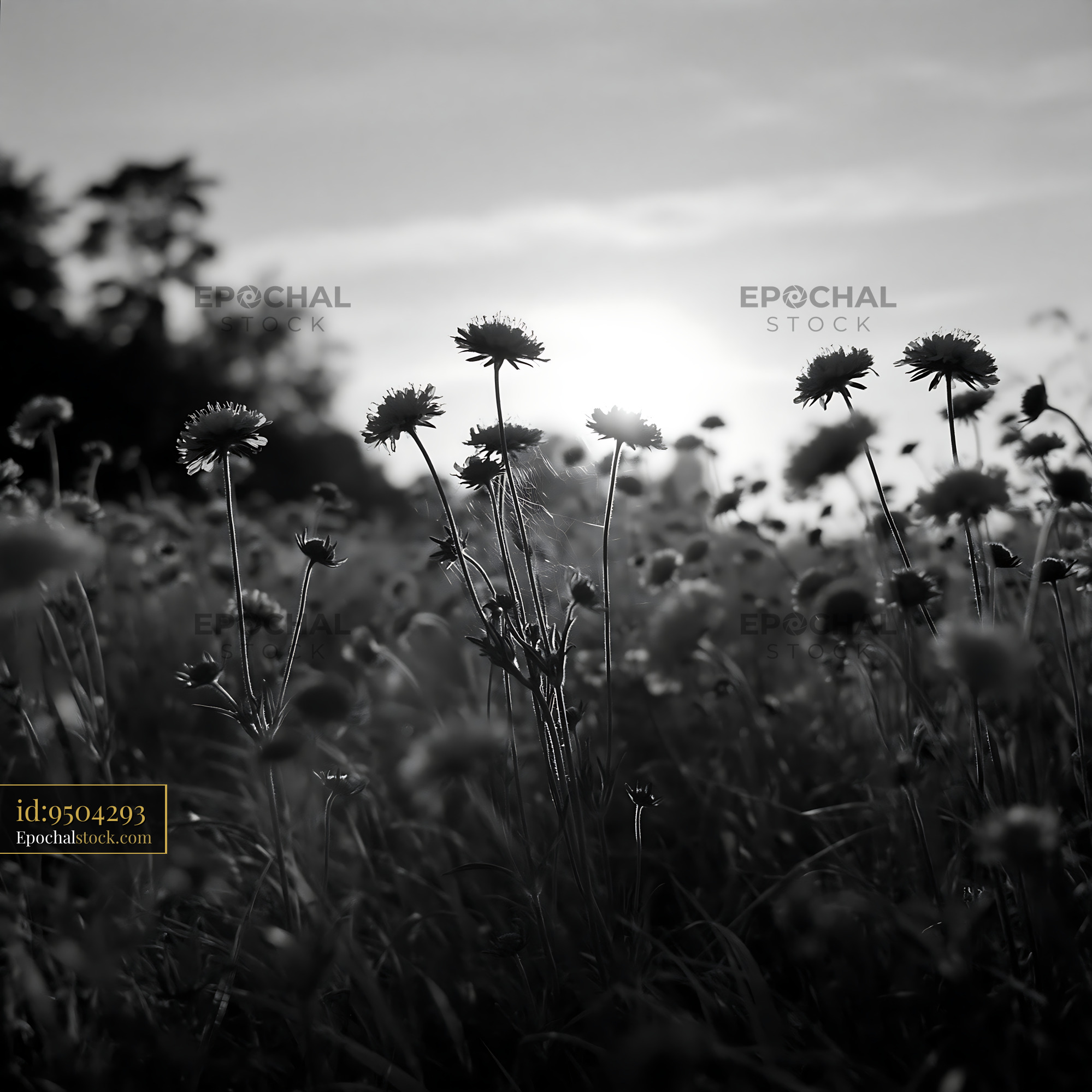 Watermarked full-resolution preview of Dandelions in a field during sunset