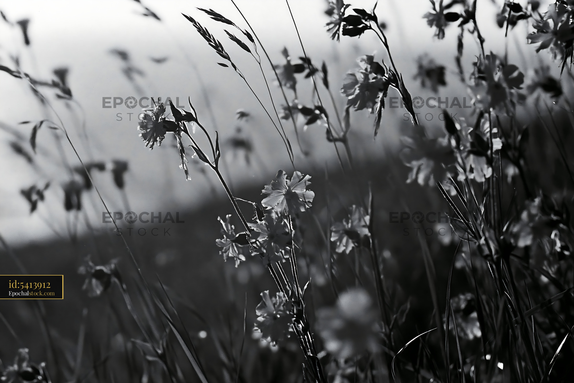 Watermarked full-resolution preview of Black and white flowers swaying in the breeze