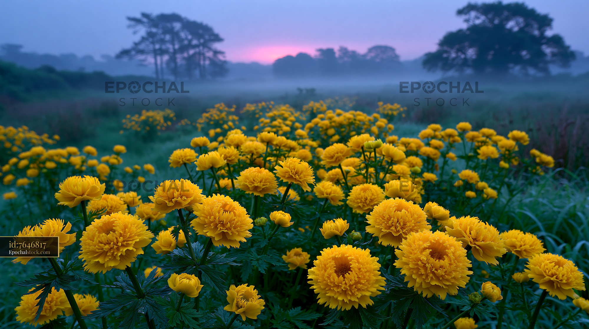 Watermarked full-resolution preview of Bright yellow flowers in a foggy field at dawn