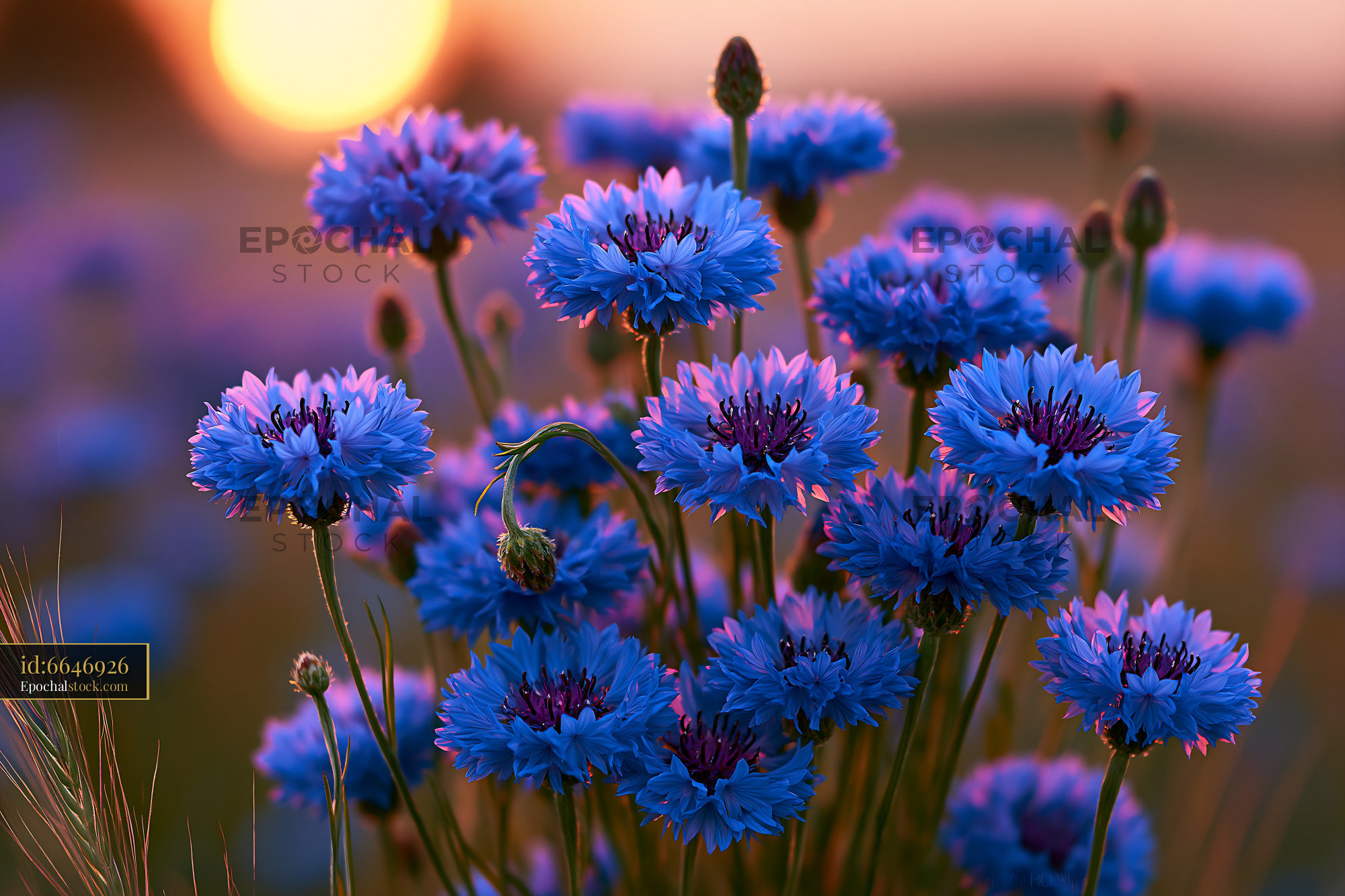 Blue Flowers Bloom at Sunset in a Field - stock photo