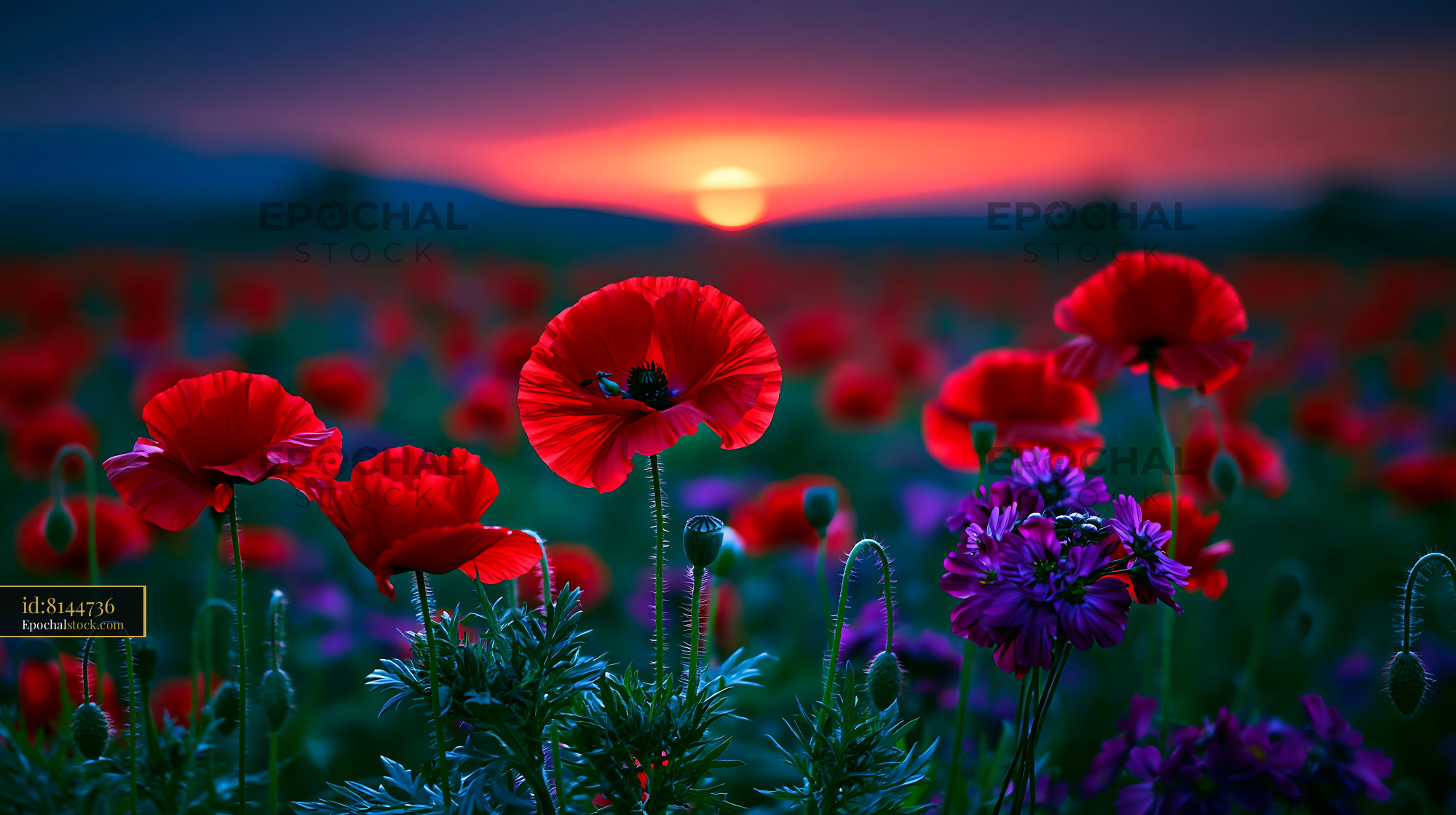 Watermarked full-resolution preview of Poppy flowers bloom at sunset in a vibrant field