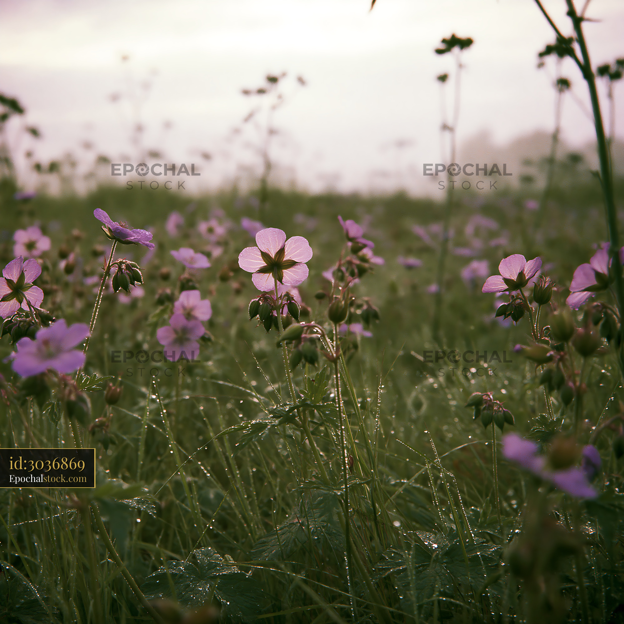 Watermarked full-resolution preview of Wildflowers blooming in a misty field at dawn