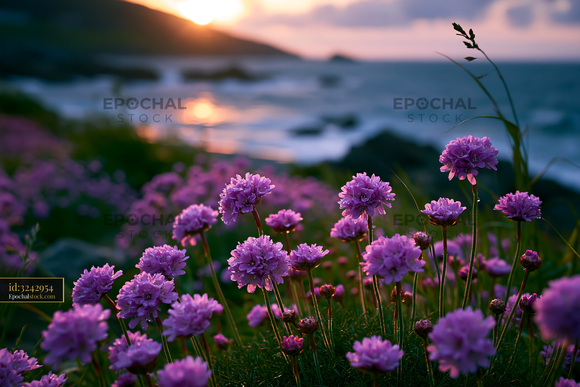 Watermarked full-resolution preview of Sunset over ocean with blooming flowers on rocky shore