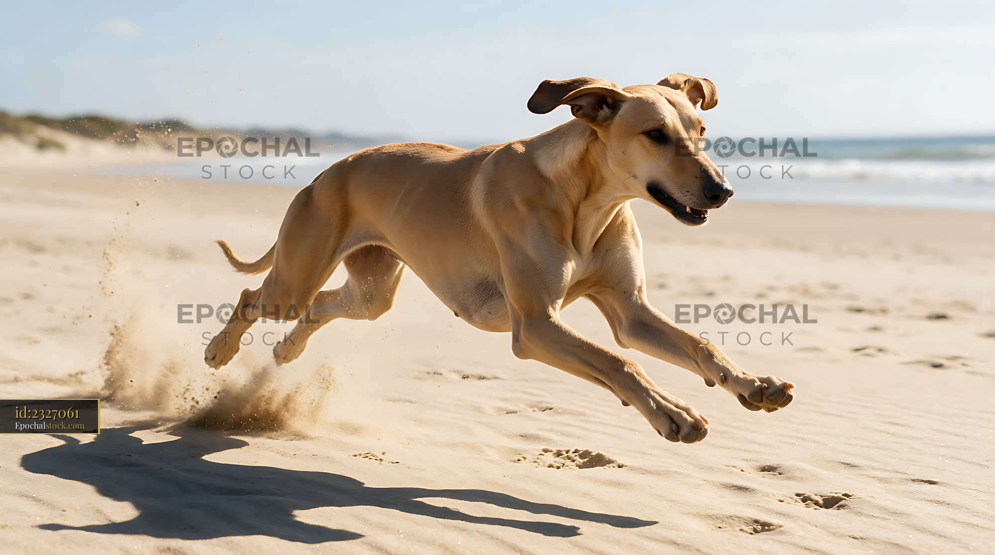 Watermarked full-resolution preview of Athletic dog leaping across beach sand