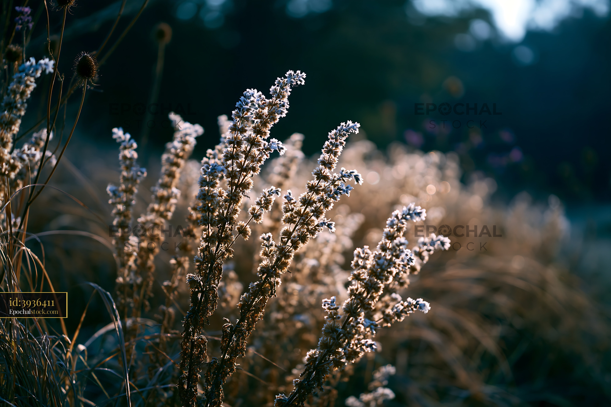 Watermarked full-resolution preview of Wildflowers in sunlight during golden hour