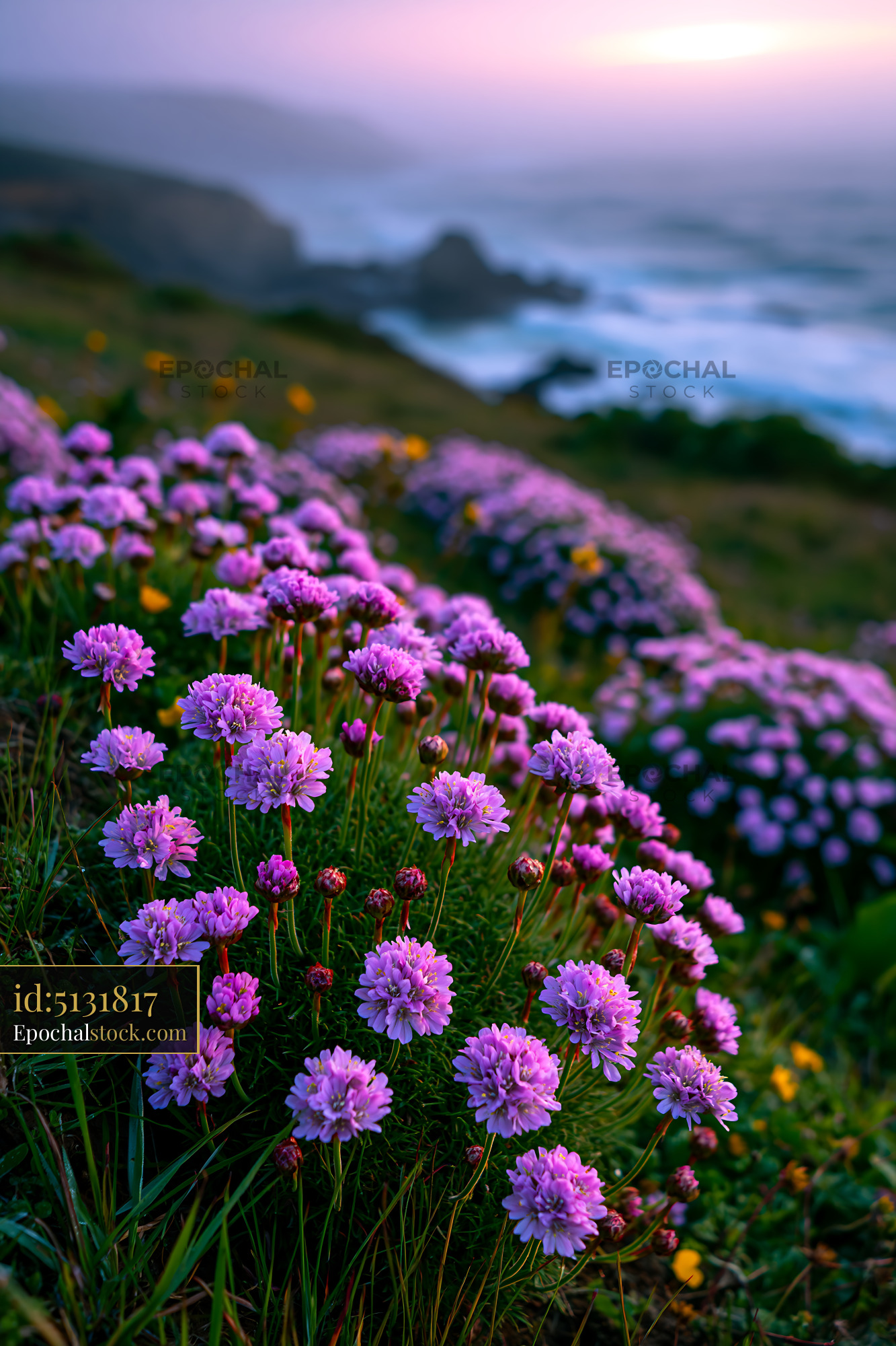 Watermarked full-resolution preview of Wildflowers bloom on a coastal hillside at sunset