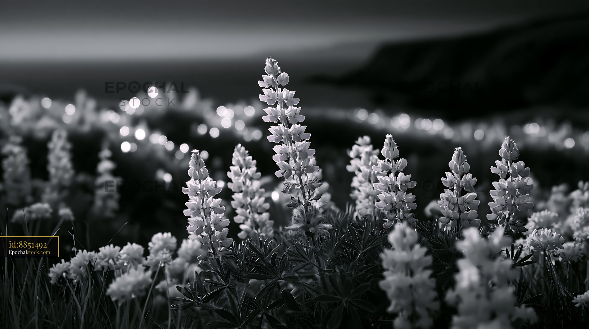 Lupine Blooming in an Alpine Meadow by the Sea - stock photo