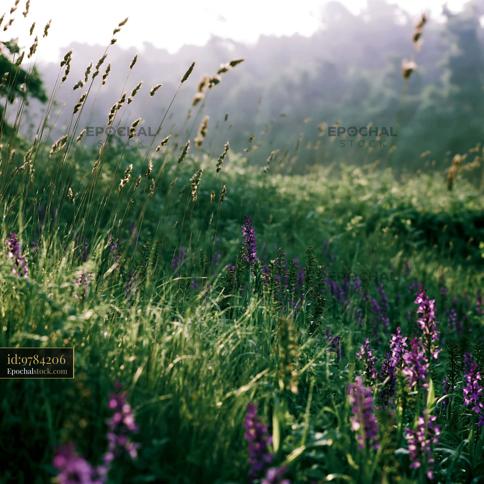 Watermarked full-resolution preview of Wildflowers bloom in a sunlit meadow during early morning