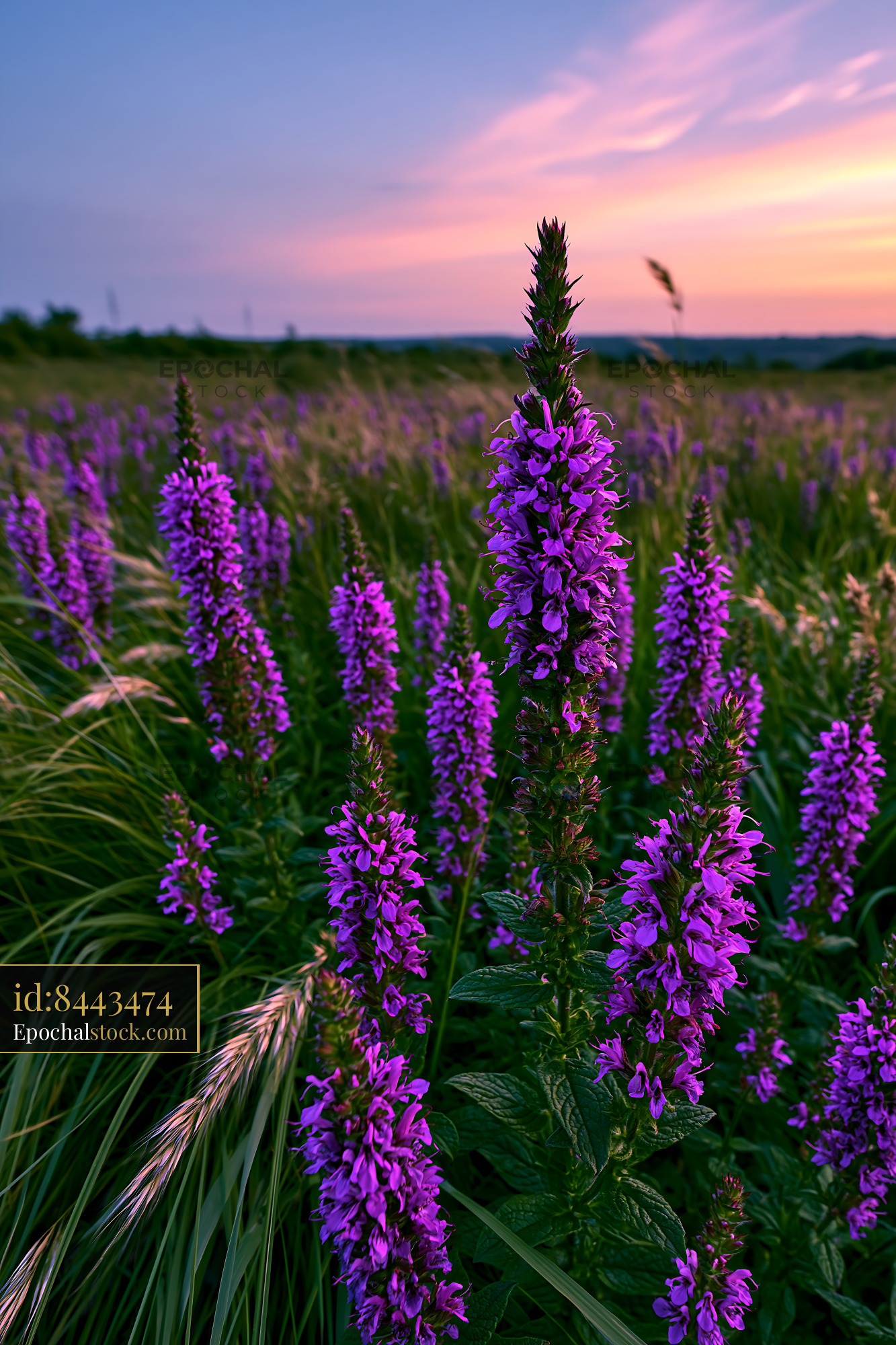 Watermarked full-resolution preview of Purple flowers in a sunset field