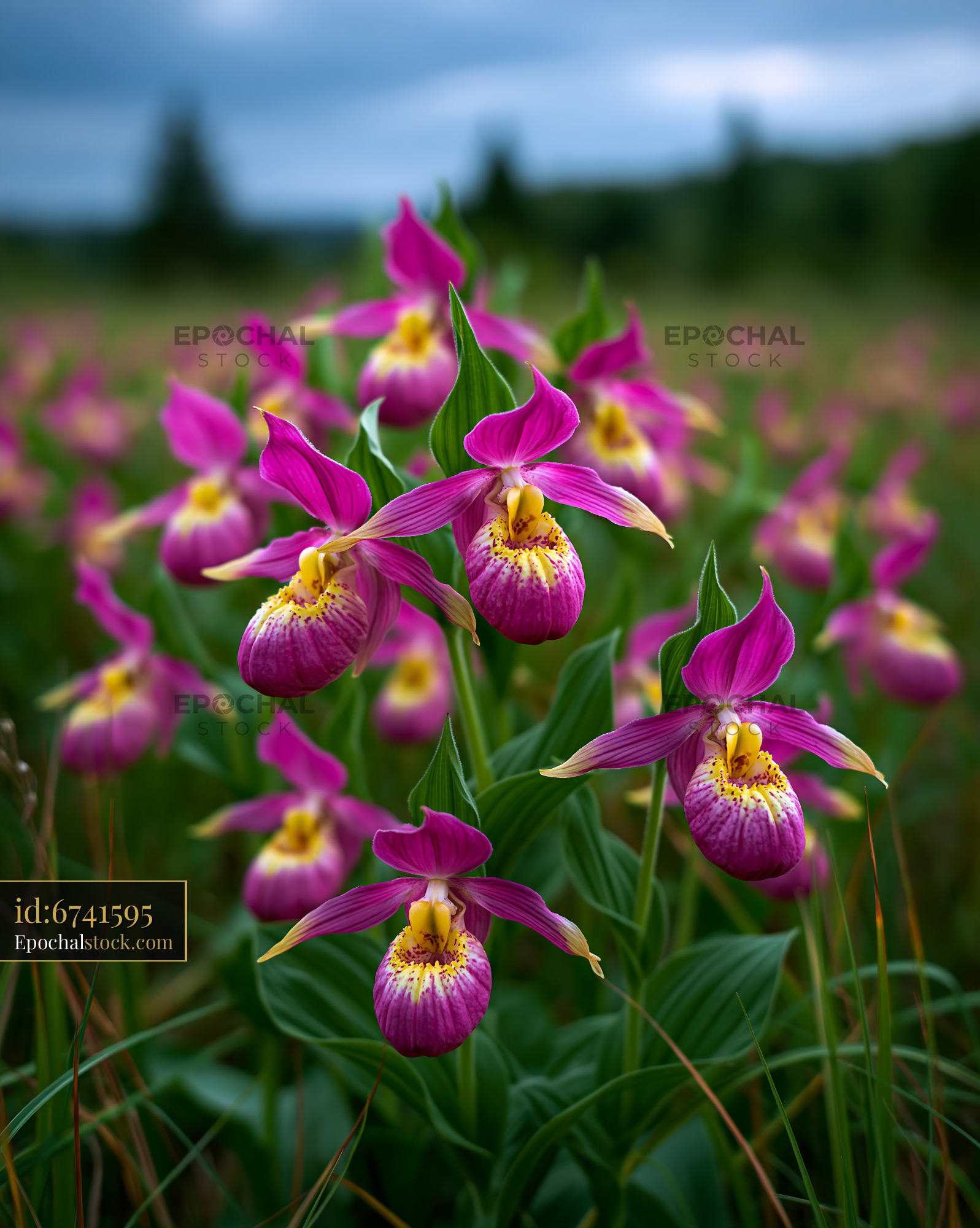 Watermarked full-resolution preview of Colorful orchids in a green field under a cloudy sky