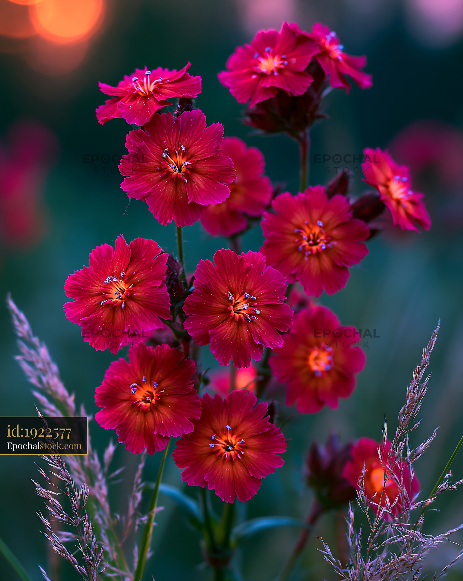Flowers Bloom Together in a Garden Near Soft Grass at Sunset - stock photo