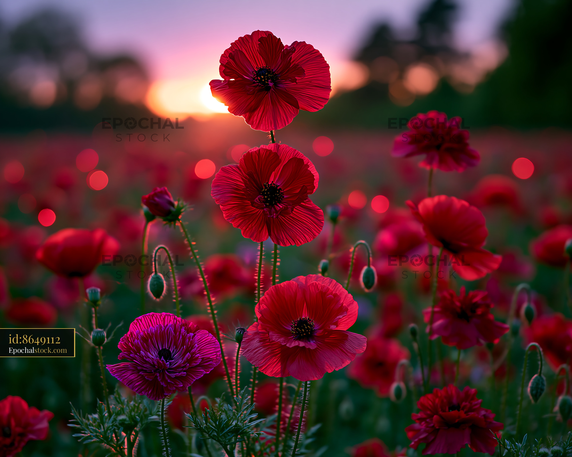 Watermarked full-resolution preview of Bright red flowers in a field during sunset