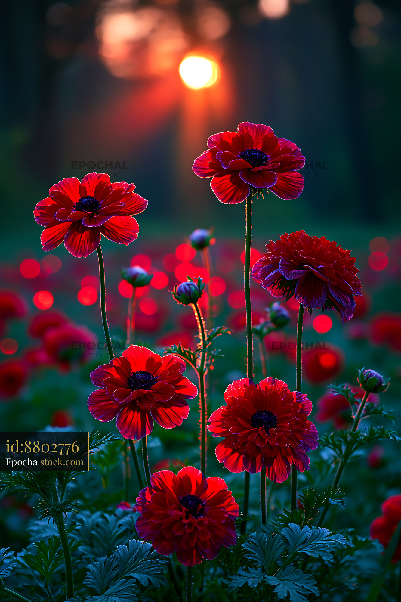 Red Flowers Bloom in Garden at Sunset Creating Soft Light - stock photo