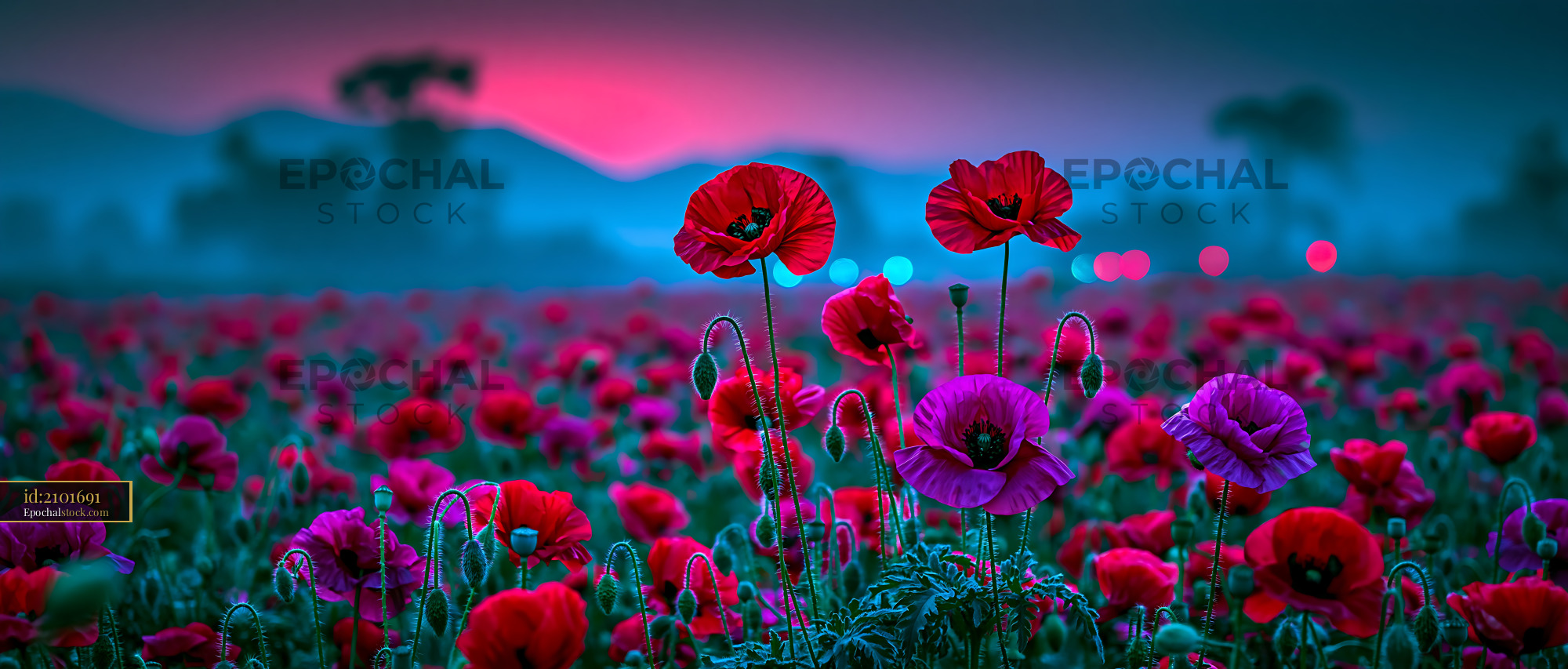 Poppies Bloom in a Field as Colors Shift During Sunset - stock photo