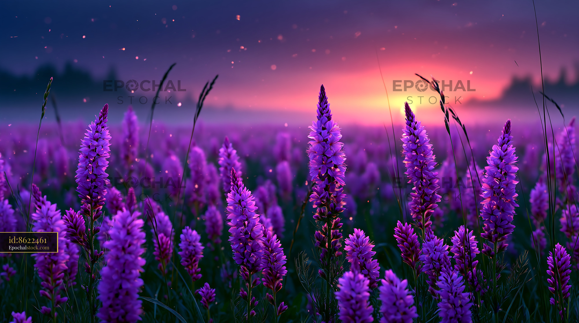 Watermarked full-resolution preview of Beautiful lavender flowers bloom during sunset in a field
