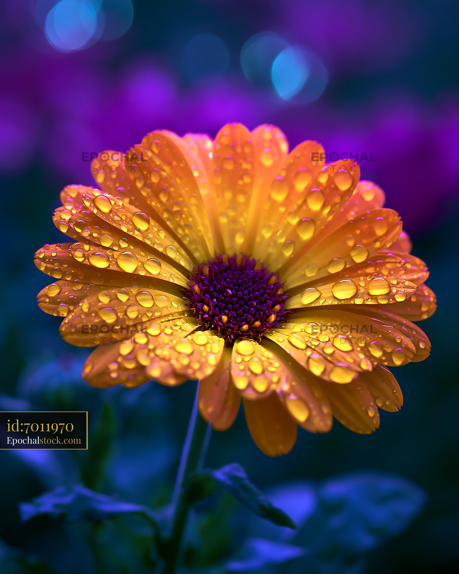 Watermarked full-resolution preview of Bright yellow flower covered in water droplets