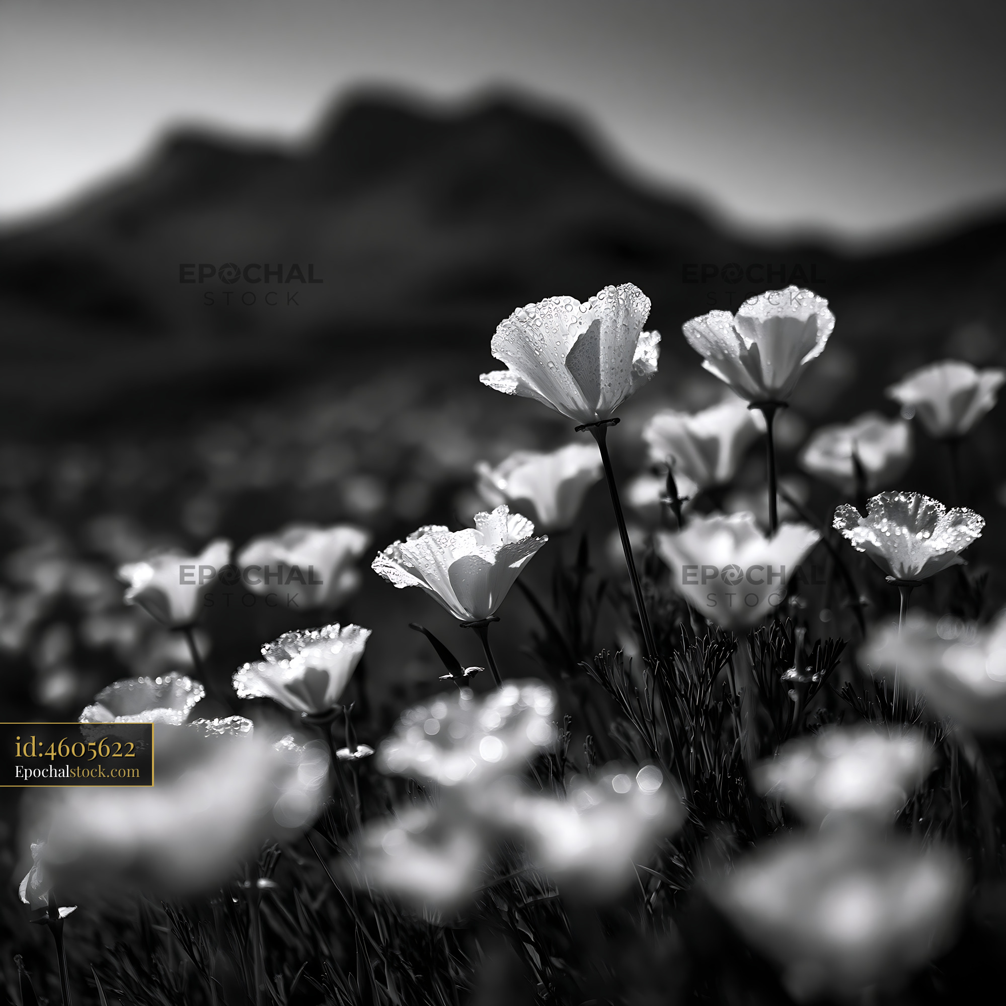 Watermarked full-resolution preview of White flowers blooming under sunlight with mountains in background