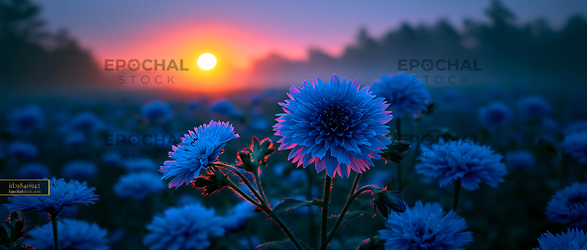 Watermarked full-resolution preview of Blue flowers at sunset in a field