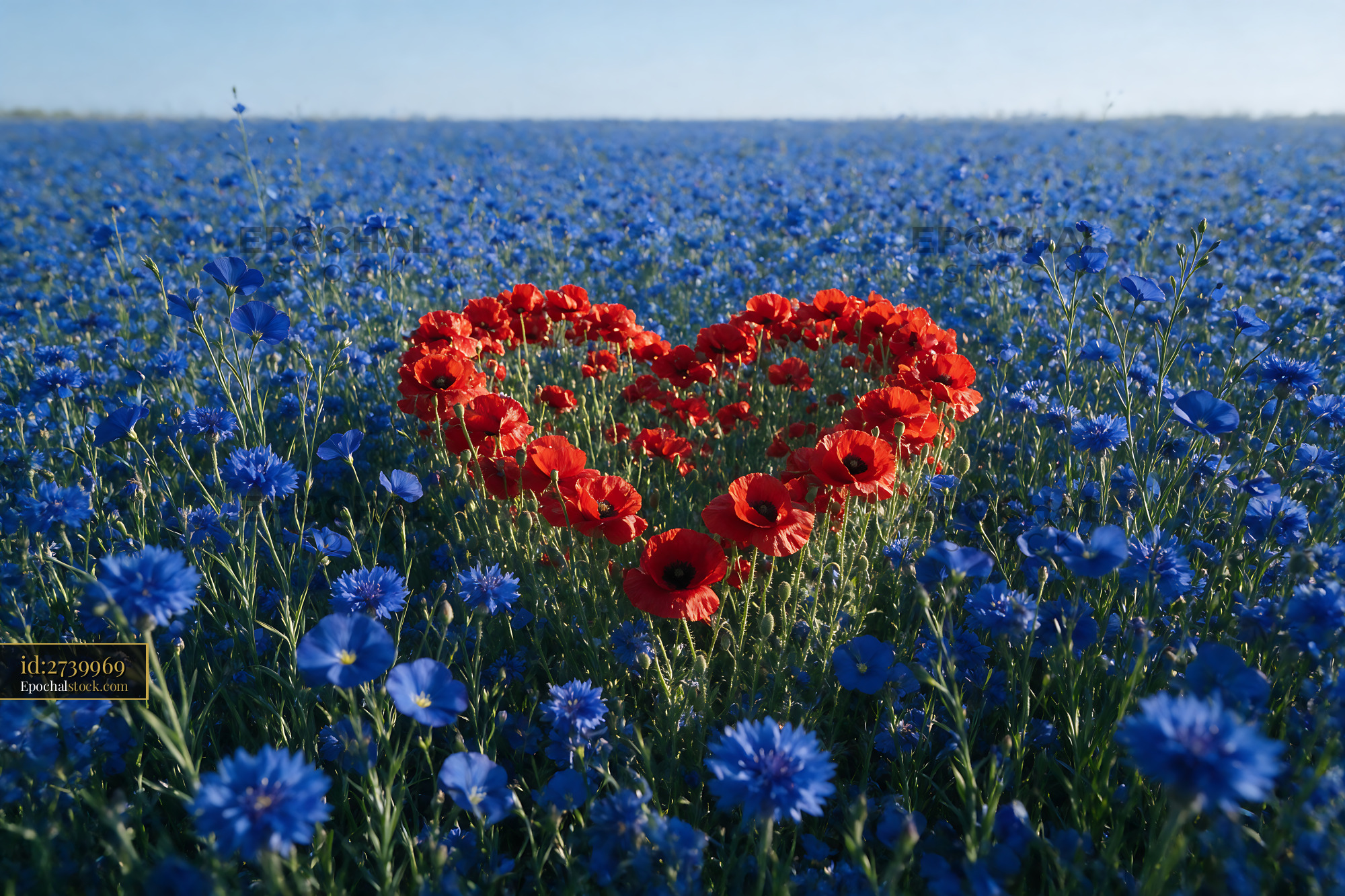 Watermarked full-resolution preview of Heart shape made of red flowers in blue field