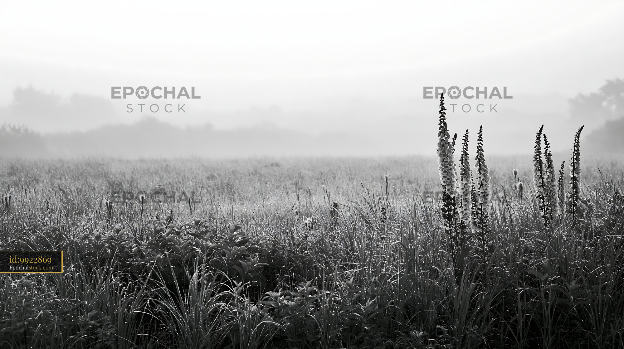 Watermarked full-resolution preview of Foggy field with tall grasses and plants in black and white