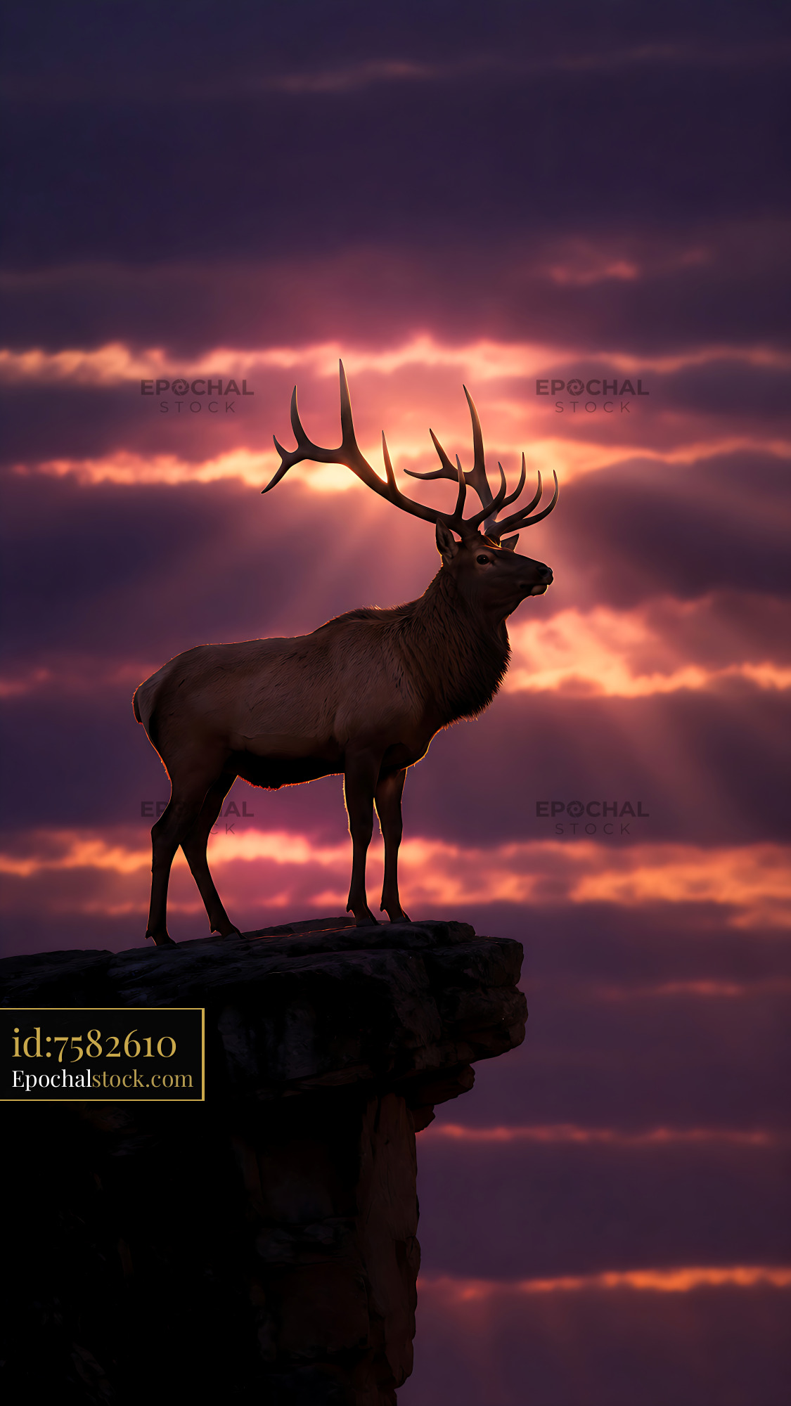 Watermarked full-resolution preview of Stag standing on a rock with sunset in the background