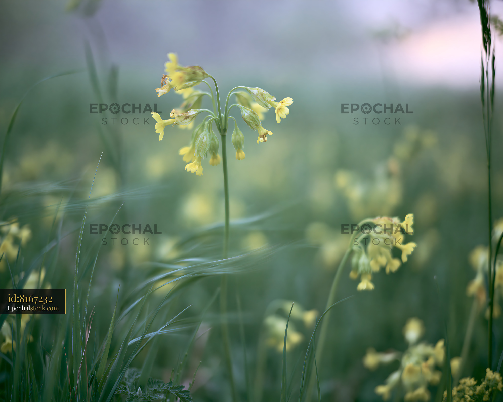 Watermarked full-resolution preview of Spring flowers blooming in a grassy field