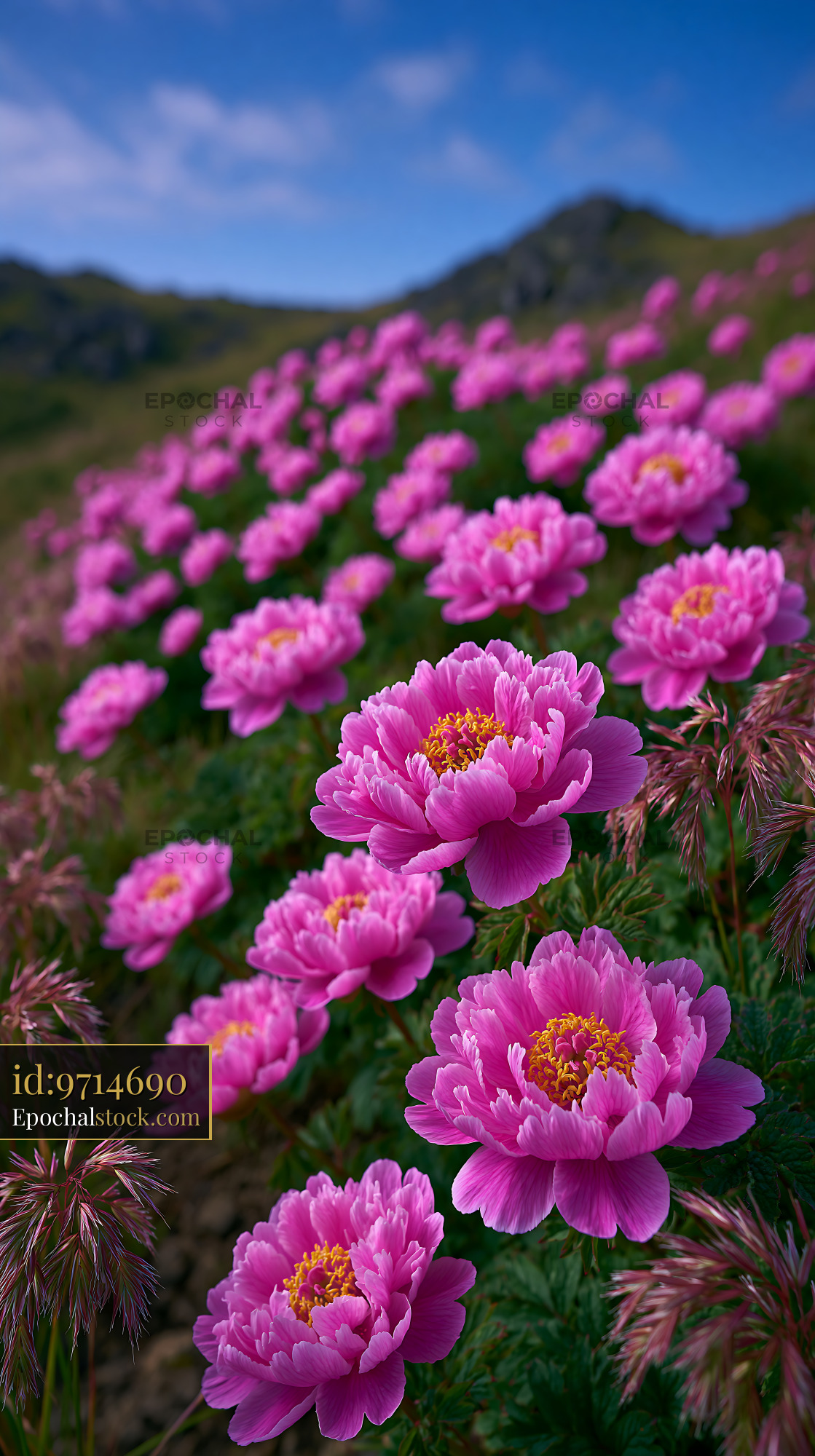 Watermarked full-resolution preview of Blooming pink flowers on a hillside under a clear blue sky