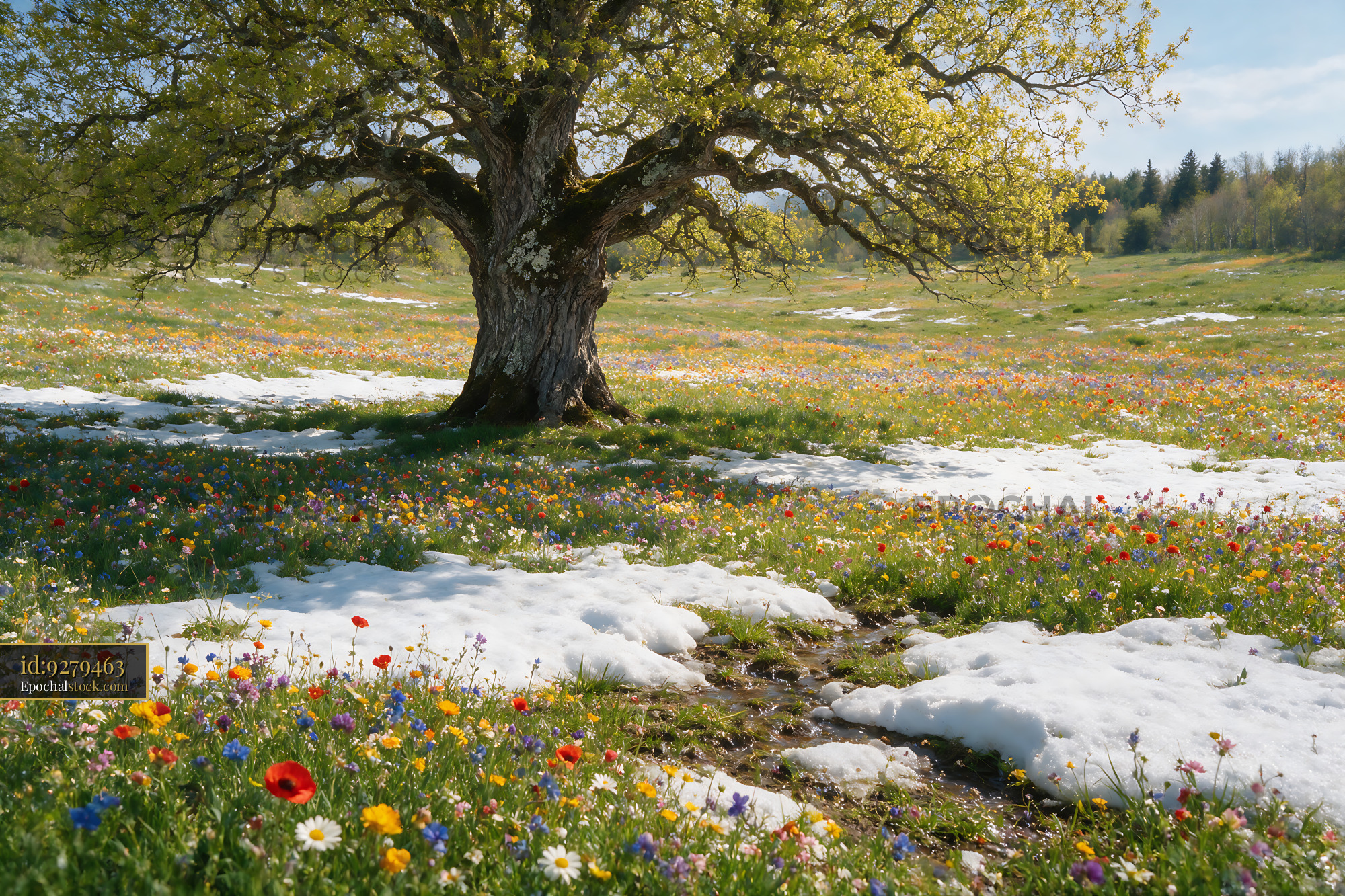 Wildflowers Under a Tree in a Spring Meadow With Snow - stock photo