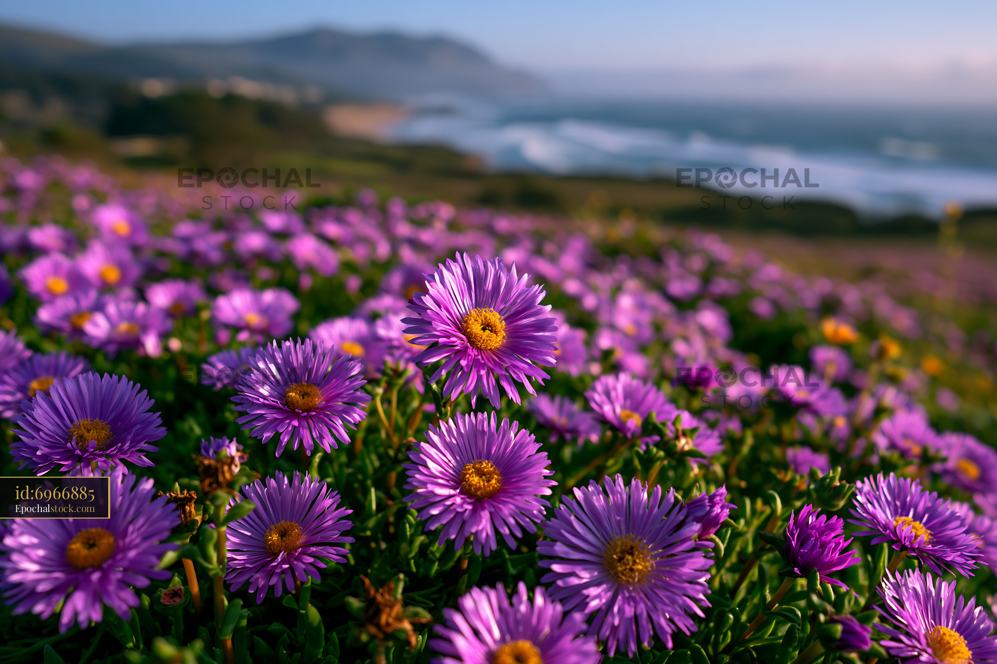 Watermarked full-resolution preview of Vibrant purple flowers by the ocean at sunset