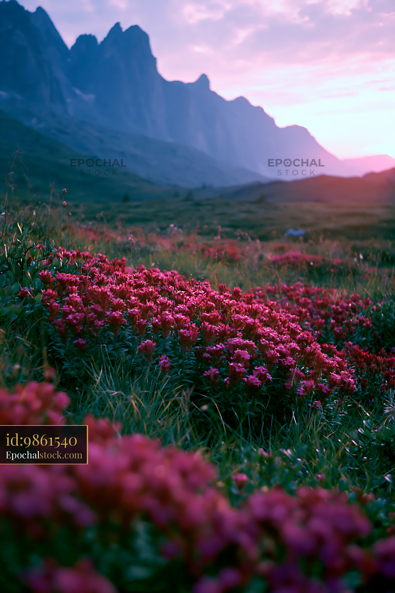 Watermarked full-resolution preview of Colorful flowers in a mountain landscape at sunset