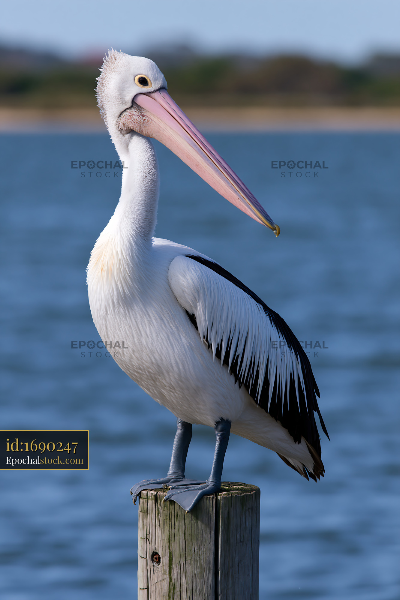 Australian pelican stands on post by coastal lagoon - stock photo