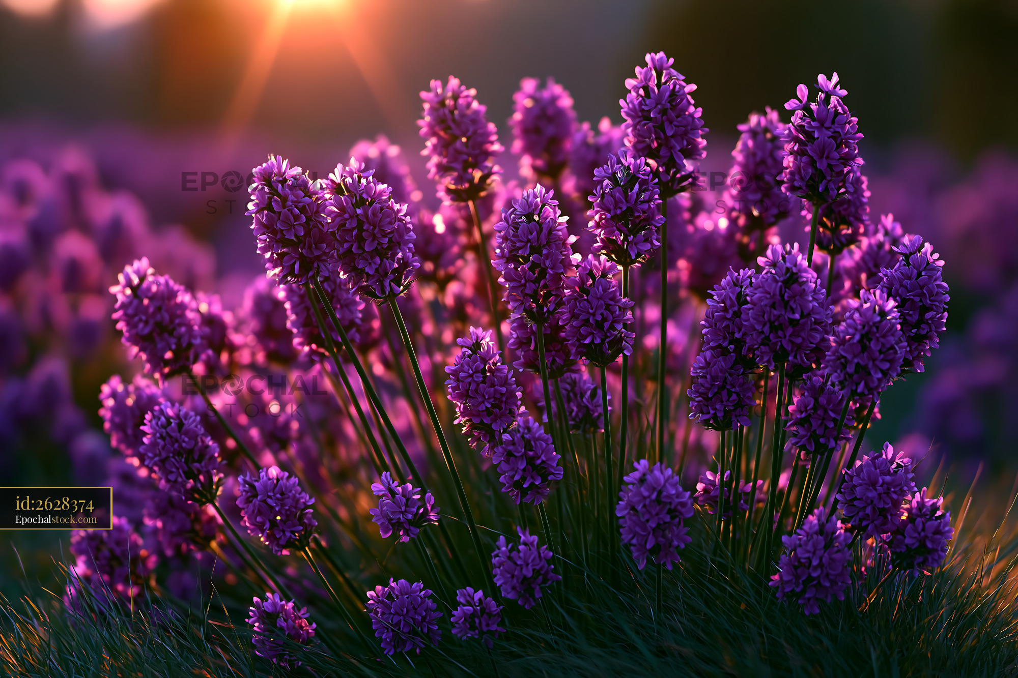 Watermarked full-resolution preview of Lavender flowers in a field during sunset