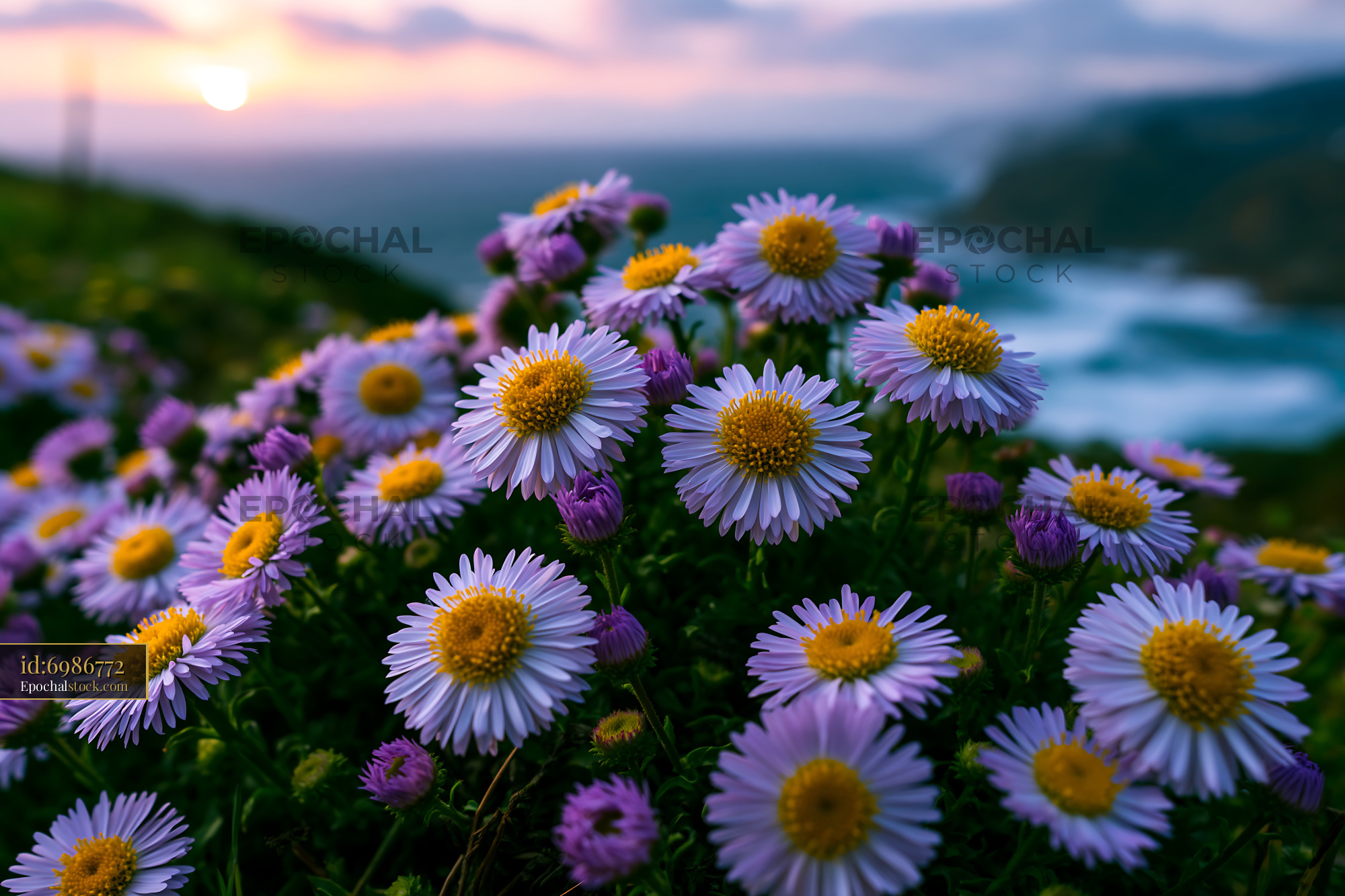 Watermarked full-resolution preview of Colorful flowers bloom near the seashore at sunset