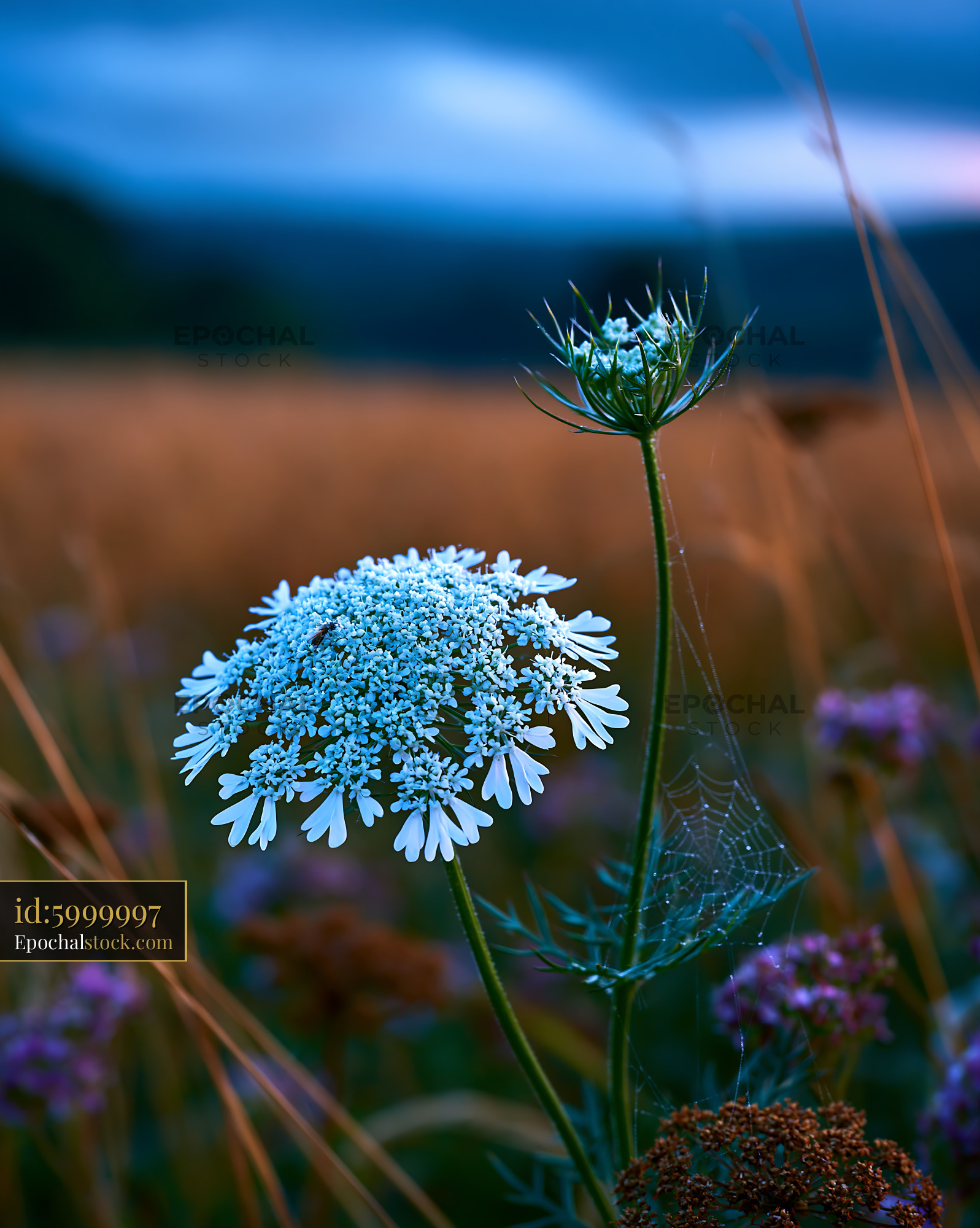 Watermarked full-resolution preview of Wildflowers in a field during dusk