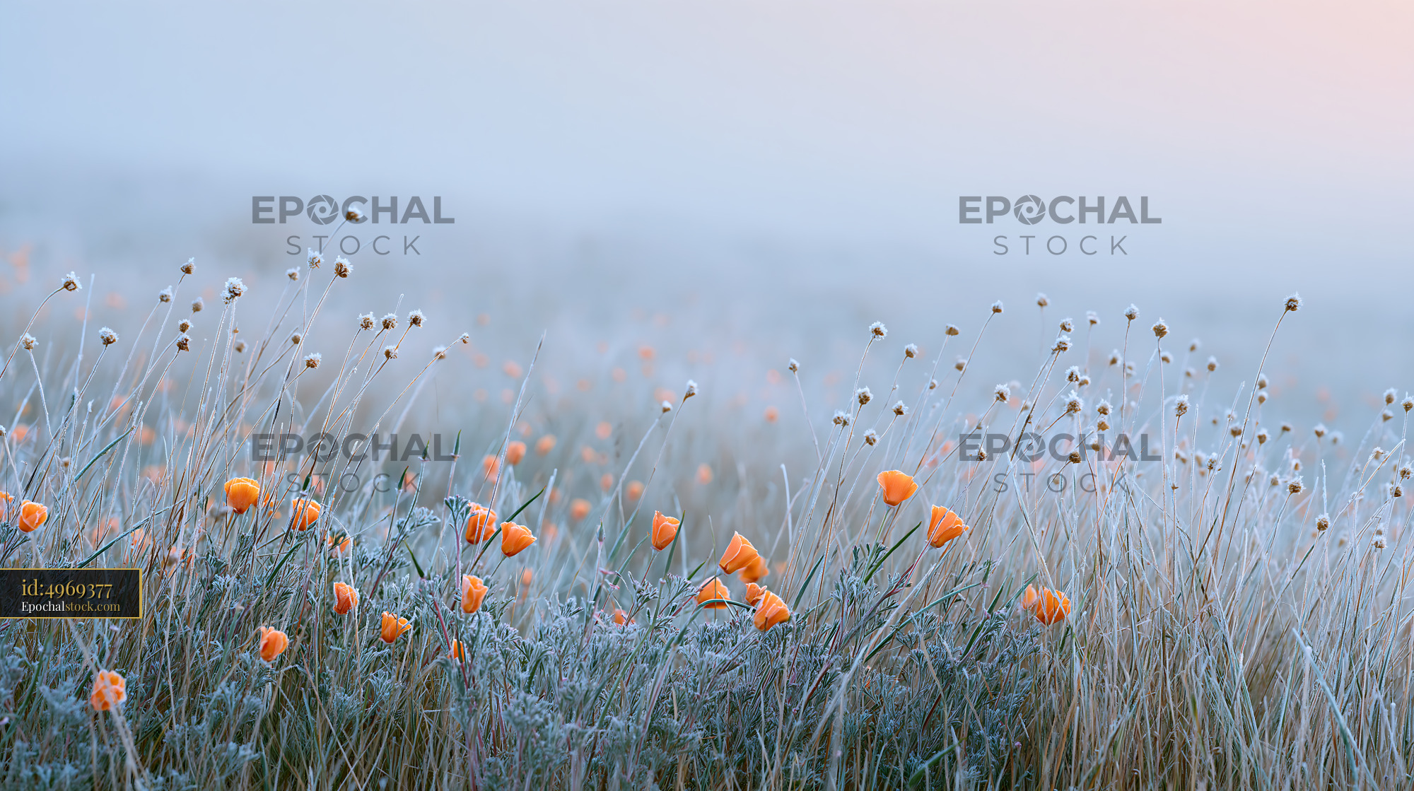 Watermarked full-resolution preview of Frost-covered flowers in a misty landscape at dawn