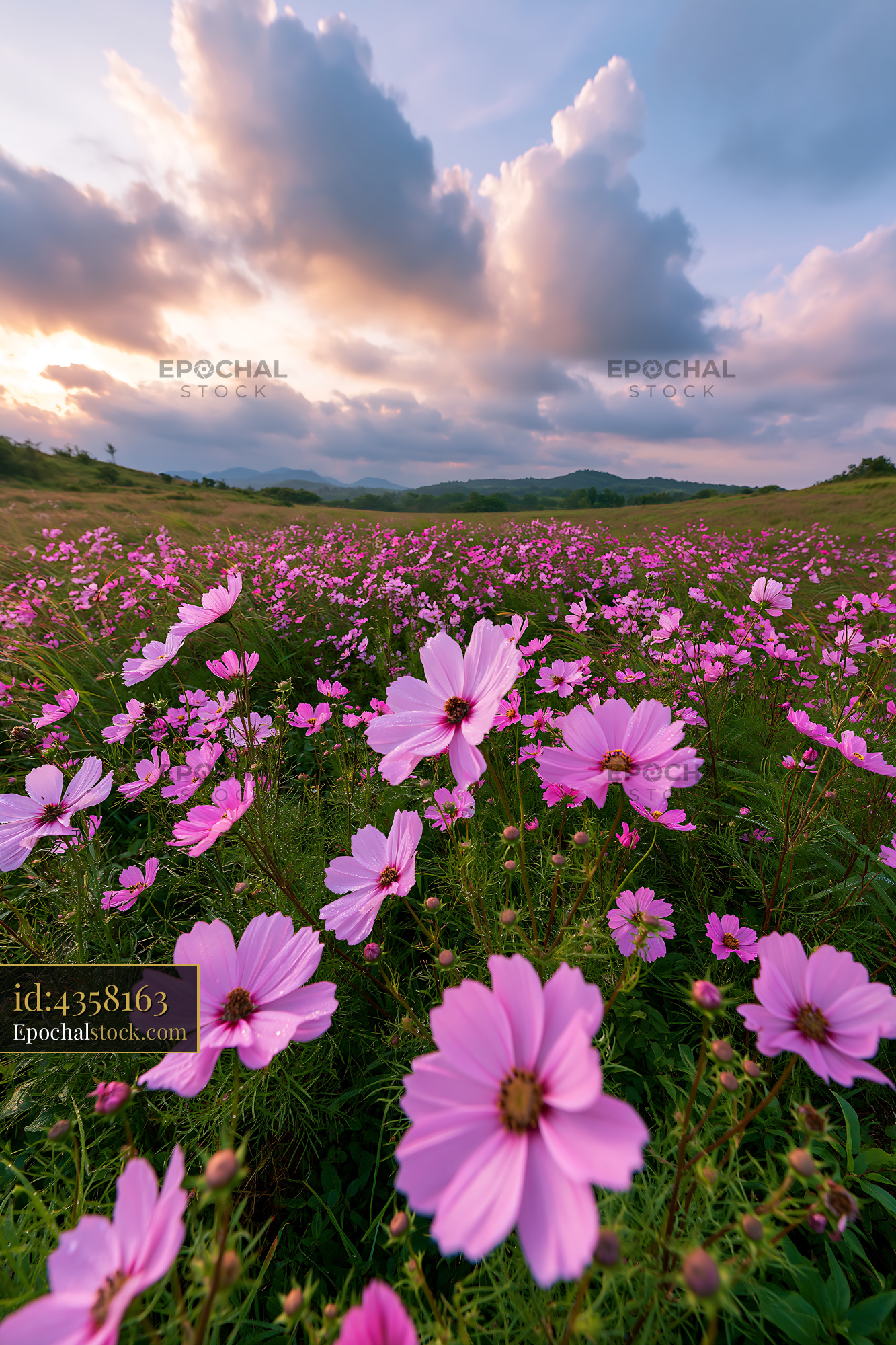Watermarked full-resolution preview of Wildflowers blooming under a cloudy sky at sunset