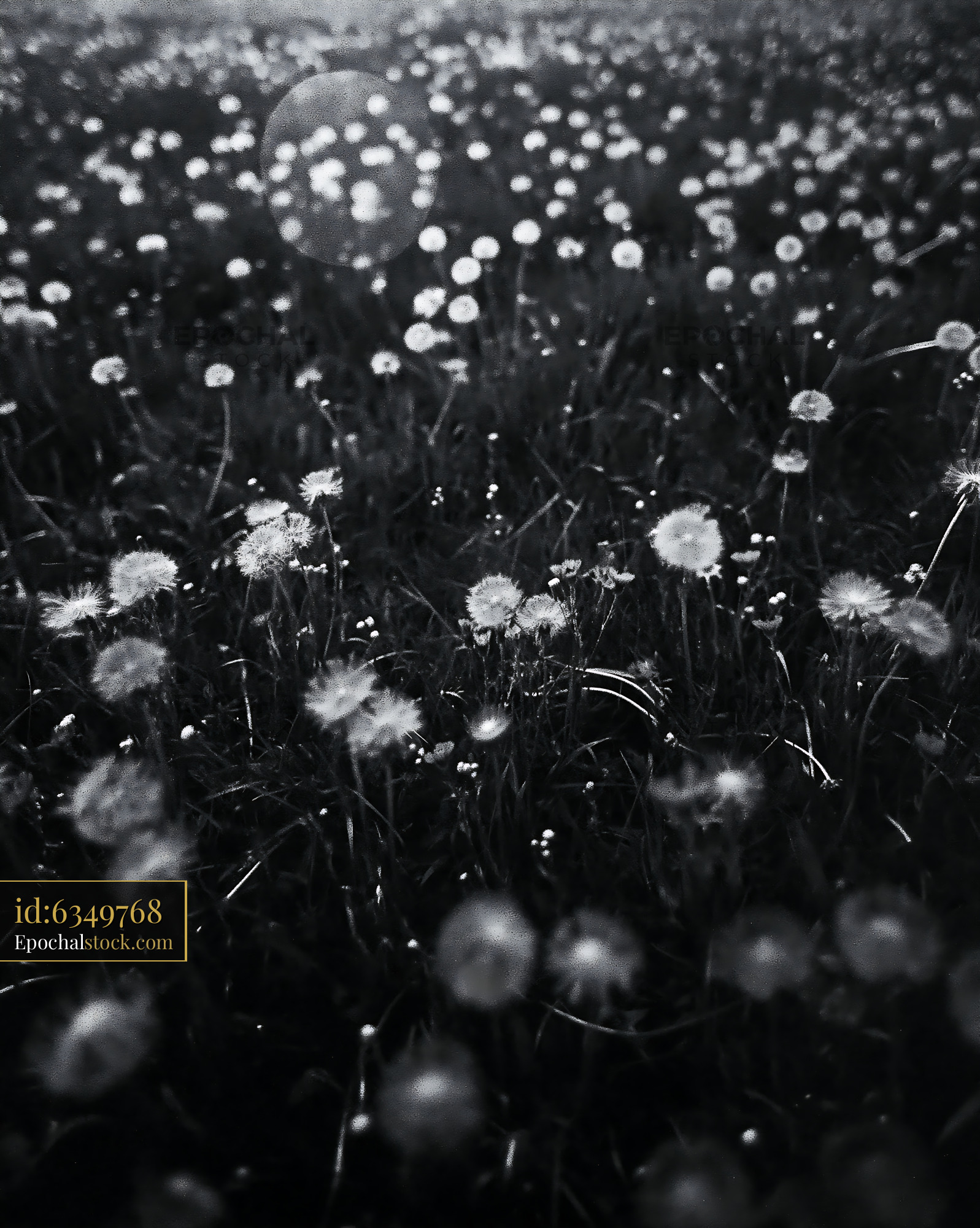 Watermarked full-resolution preview of Field of dandelions in black and white during daytime
