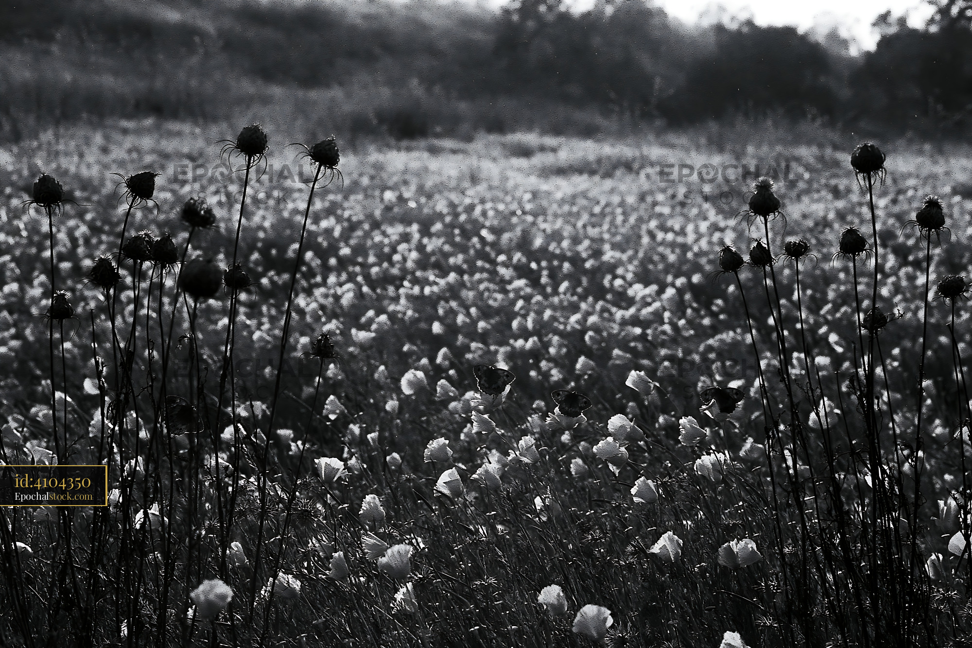 Watermarked full-resolution preview of Black and white field of wildflowers with tall stems