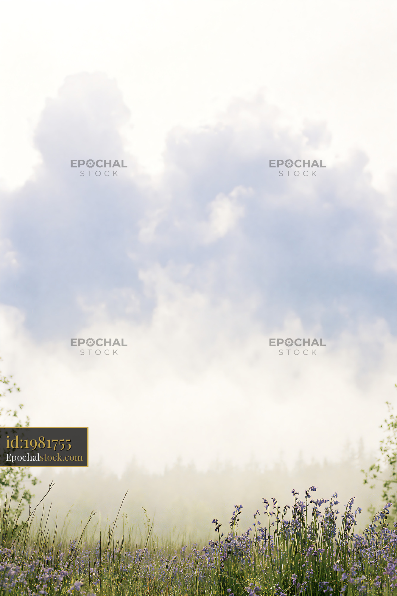 Watermarked full-resolution preview of Morning mist over a field with blooming flowers
