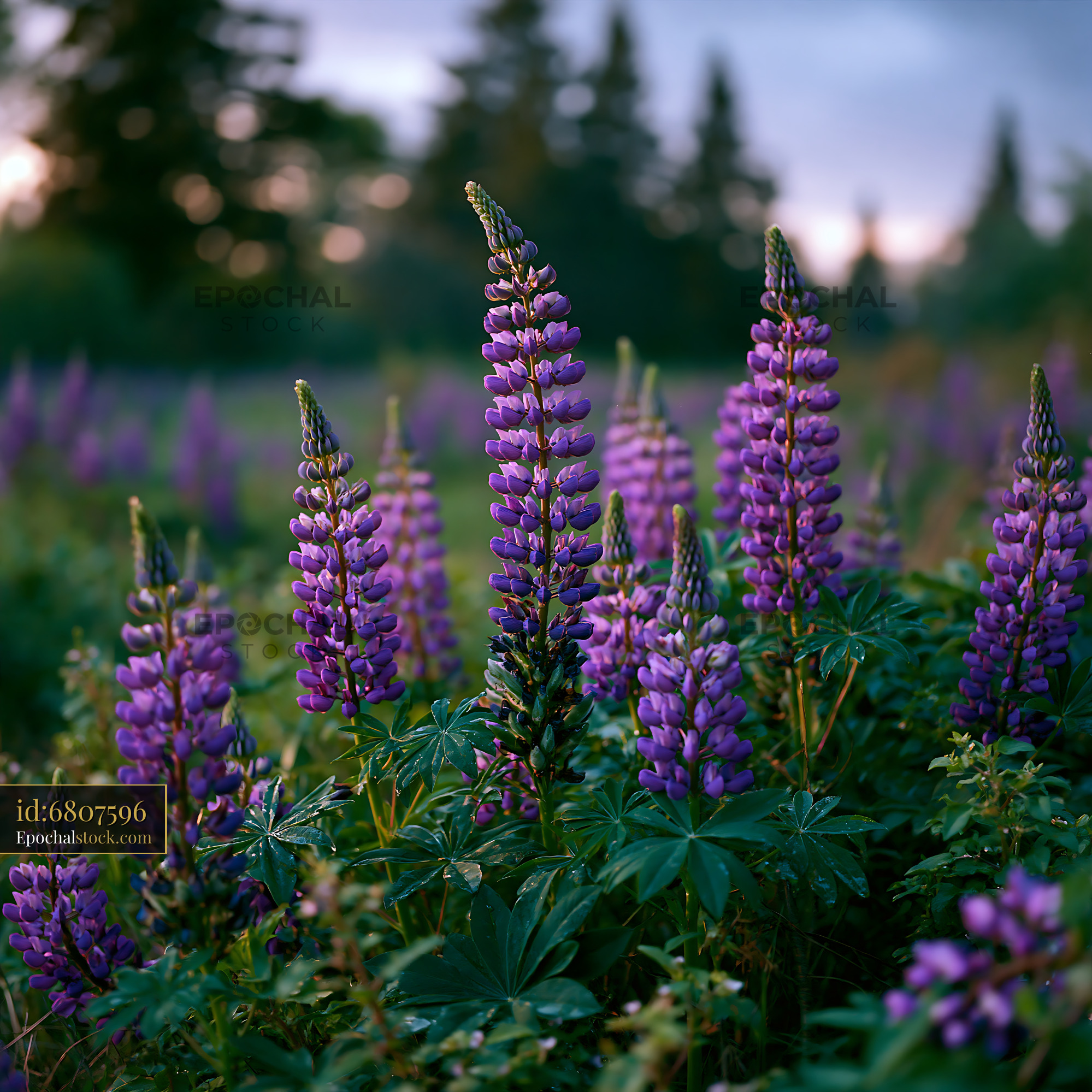 Watermarked full-resolution preview of Lupin flowers blooming in a field during sunset