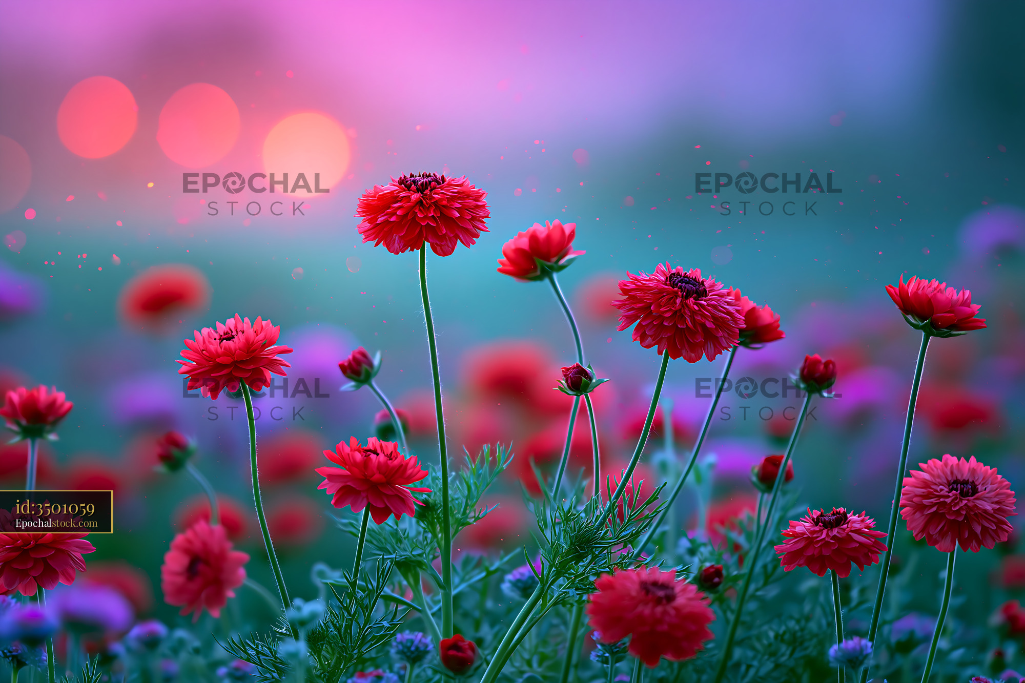 Red Flowers Bloom in a Colorful Garden During Sunset - stock photo