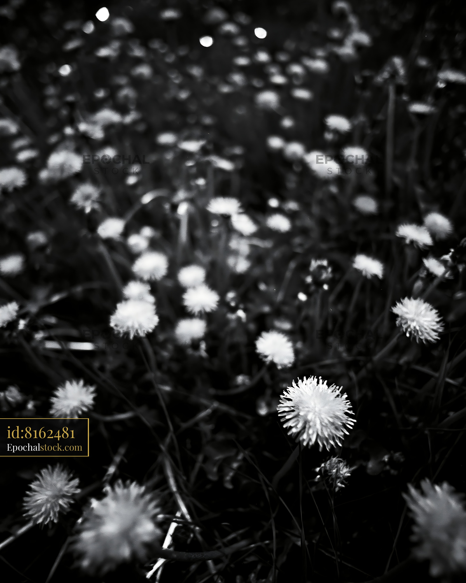 Dandelion Blooming on a Meadow in Springtime - stock photo