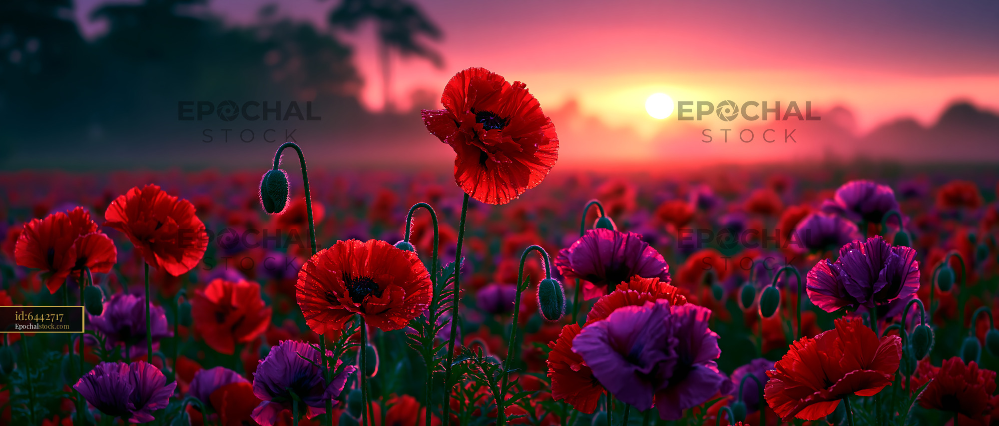 Watermarked full-resolution preview of Vibrant poppy field at sunset with purple flowers