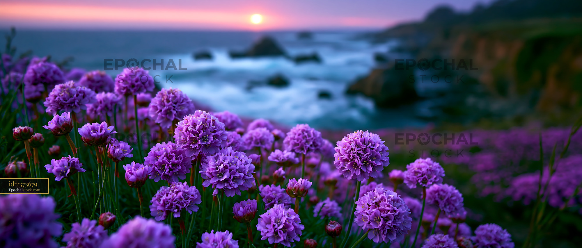 Watermarked full-resolution preview of Colorful flowers bloom by the ocean during sunset
