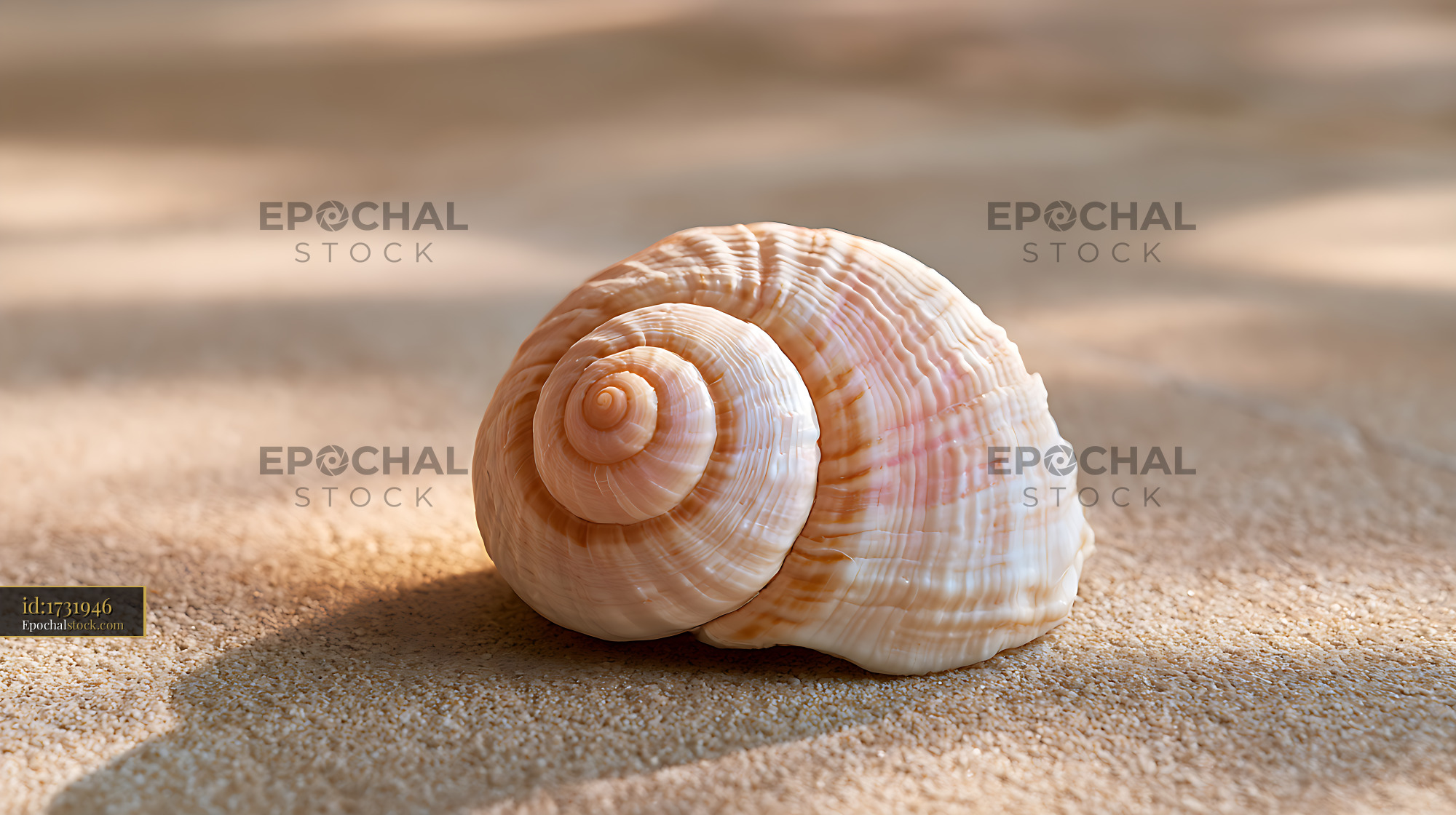 Watermarked full-resolution preview of Pair of seashells on sandy beach